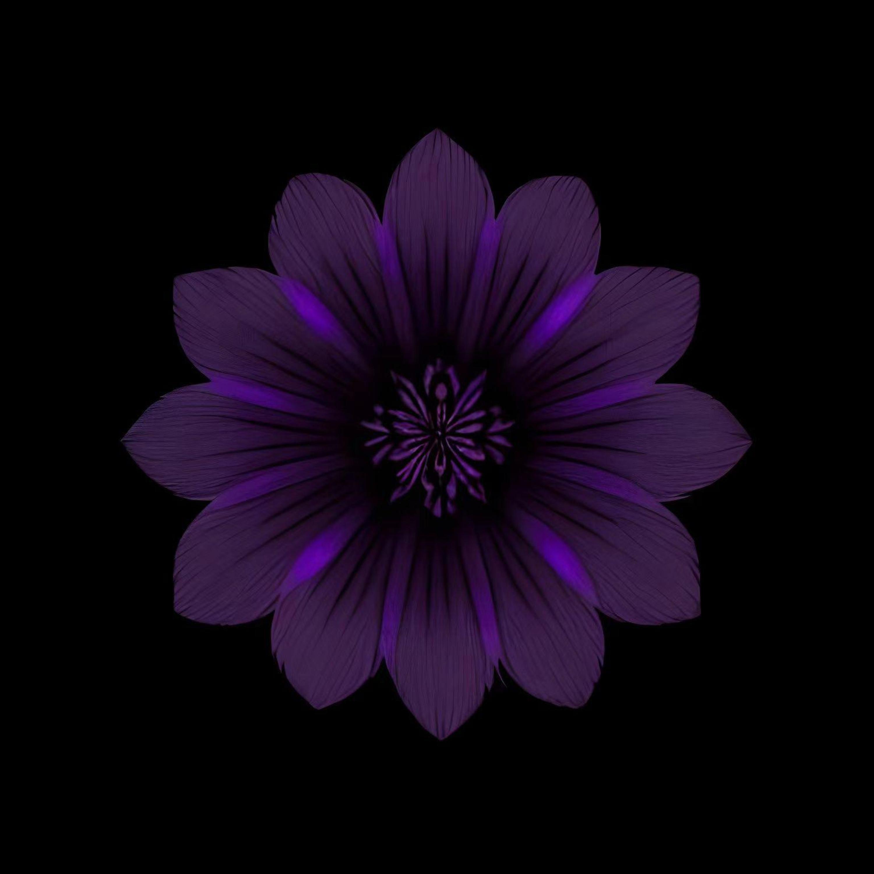 Релиз 紫罗兰