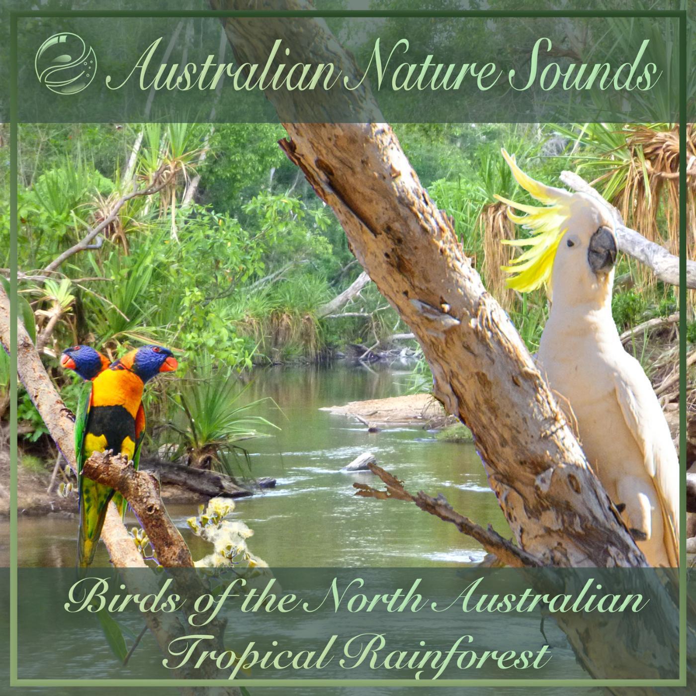 Релиз Birds of the North Australian Tropical Rainforest