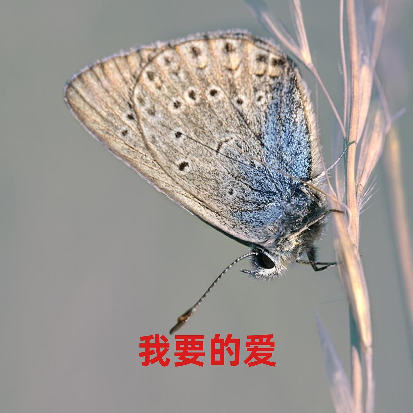 Релиз 我要的爱