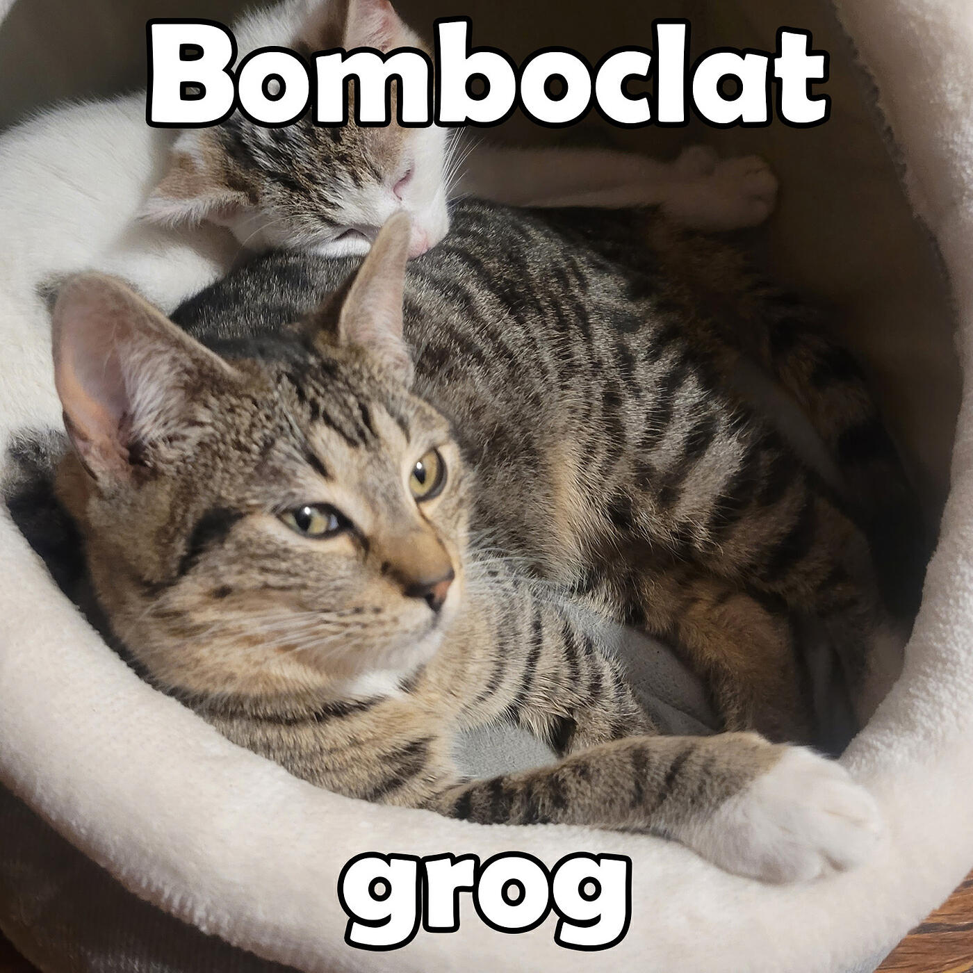 Релиз Bomboclat