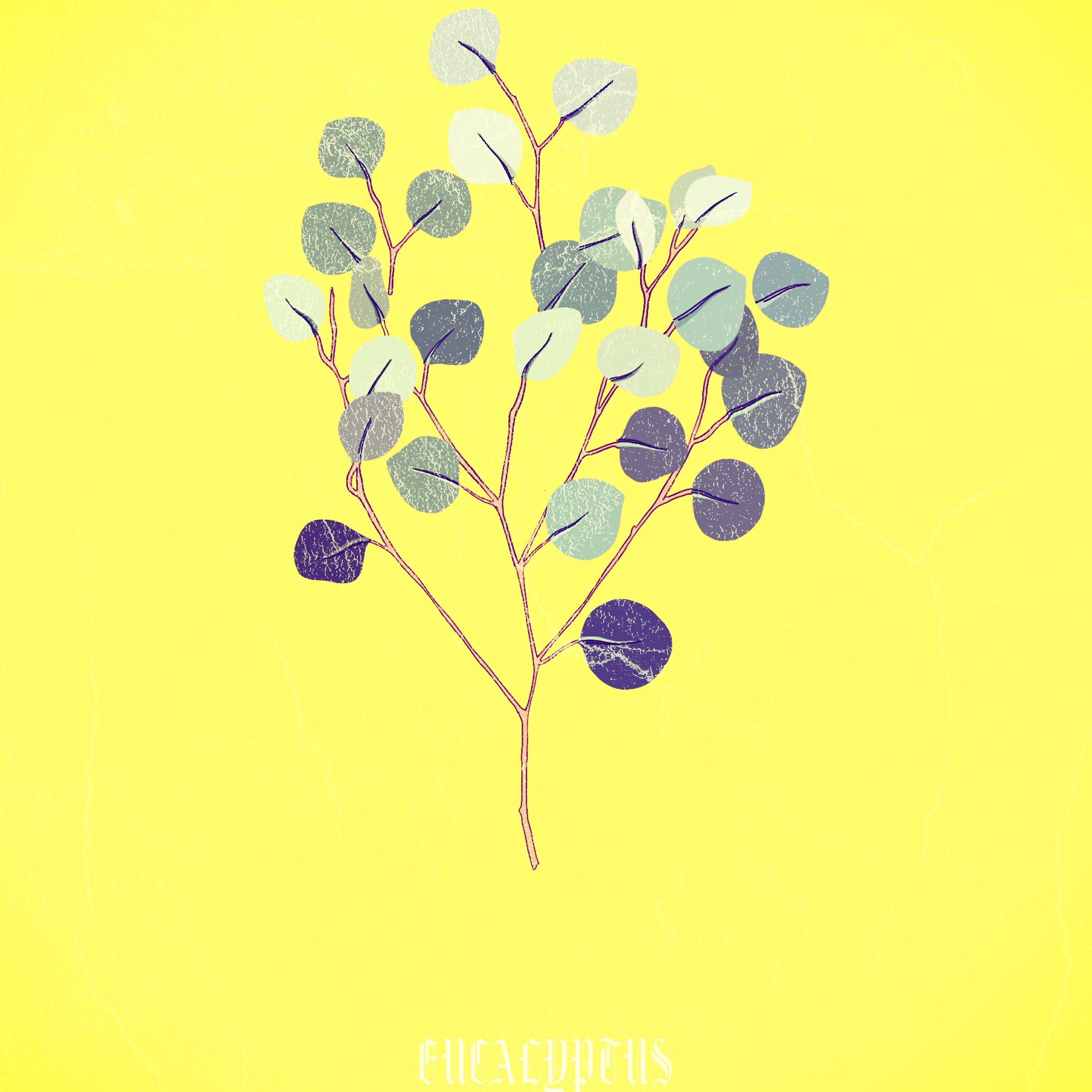 Релиз Eucalyptus