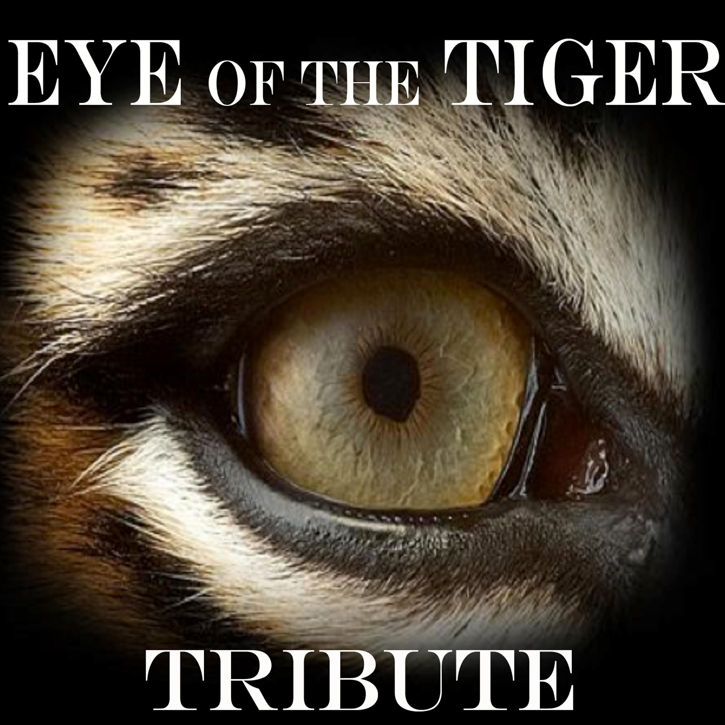 Релиз EYE Of The TIGER    [Survivor Tribute]