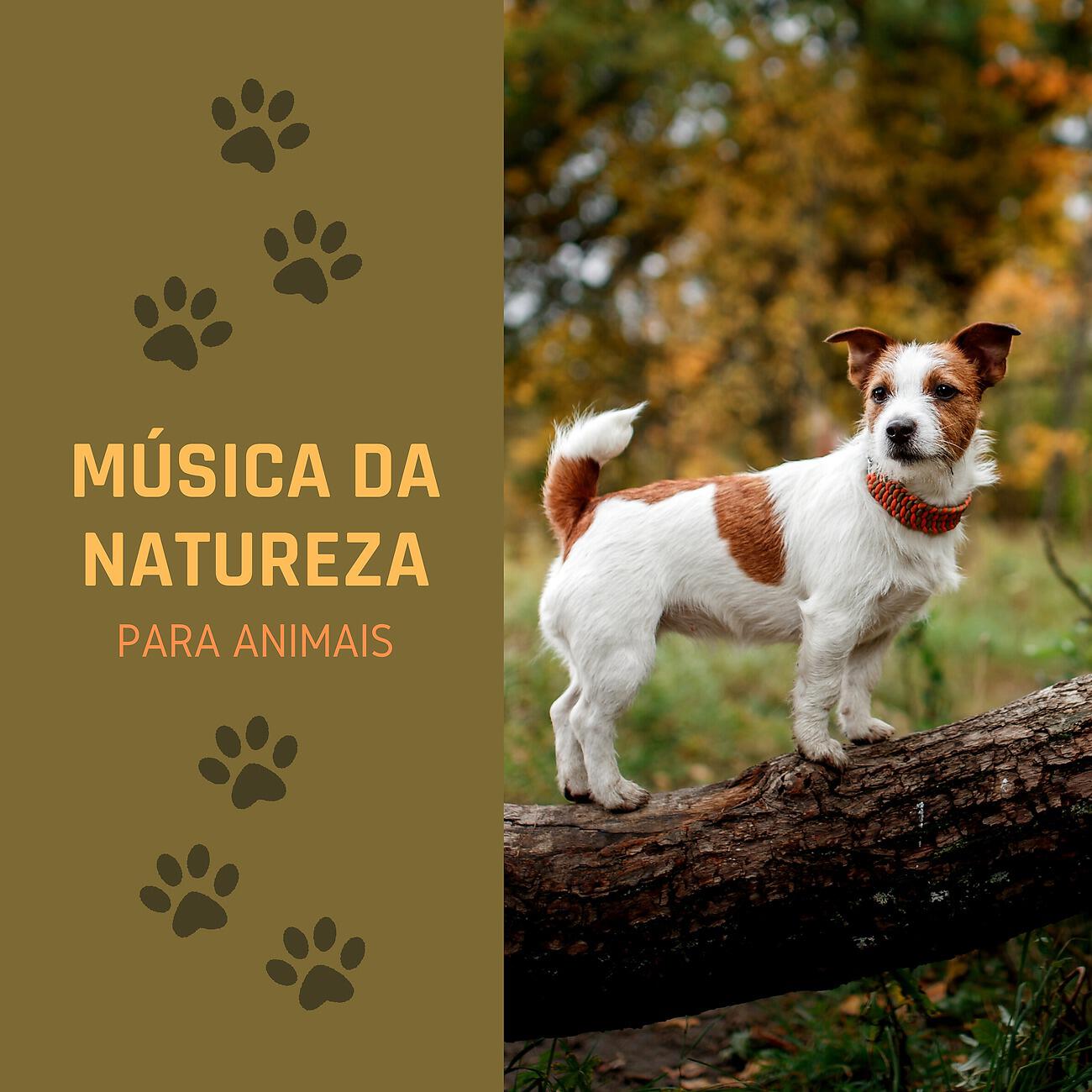 Постер альбома Música da Natureza para Animais
