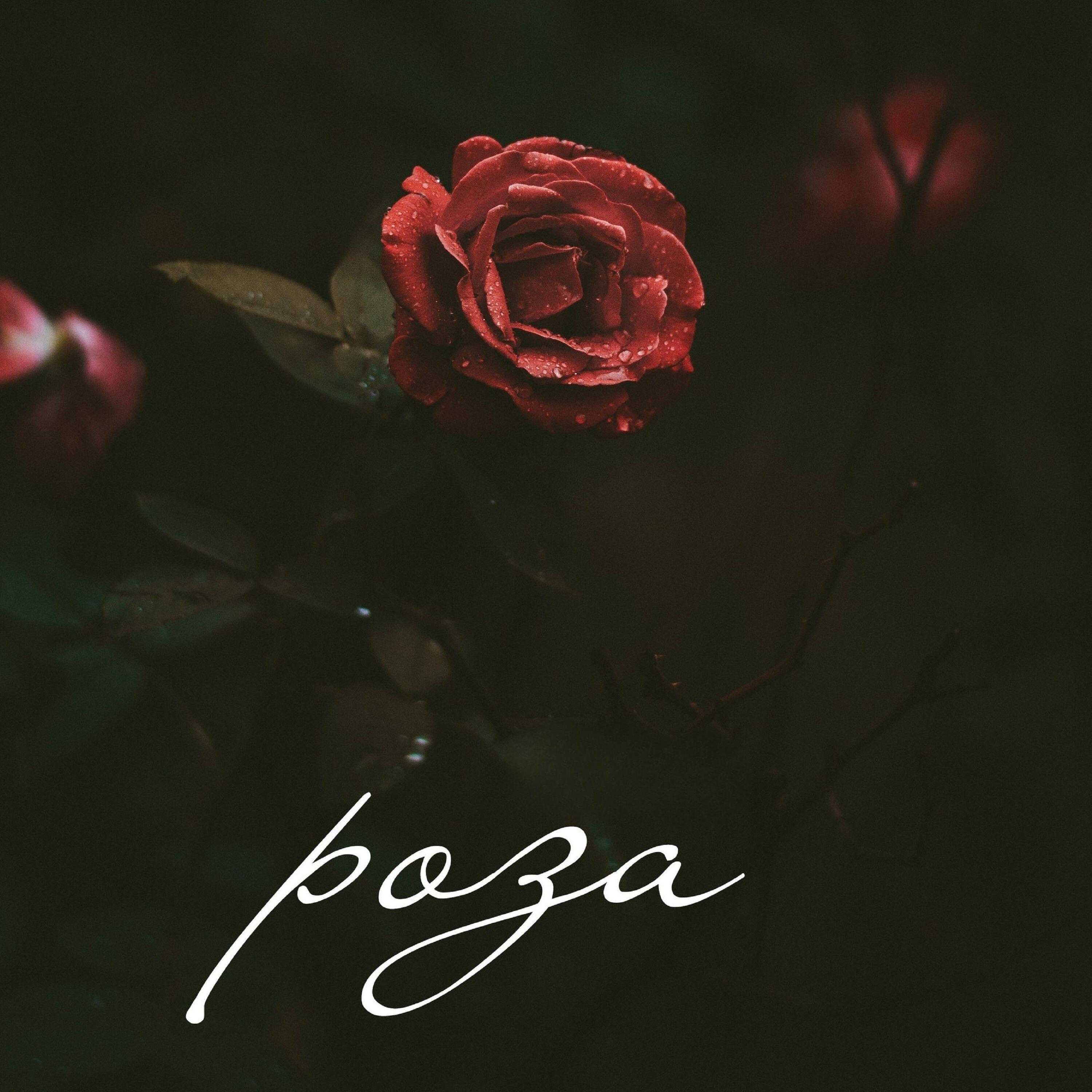 Релиз Алая роза