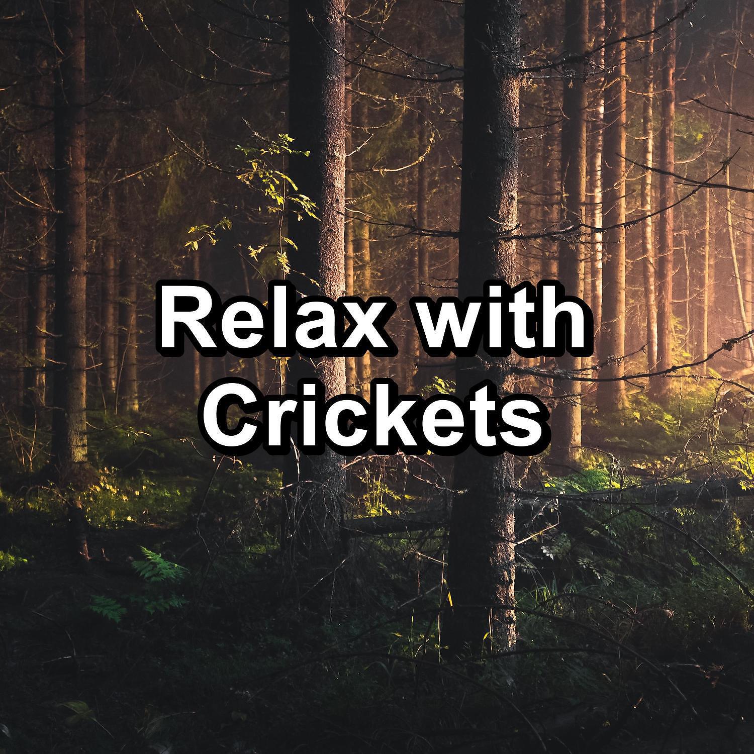 Релиз Relax with Crickets