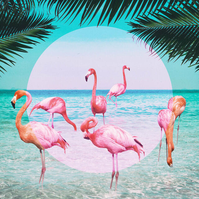 Релиз Flamingo