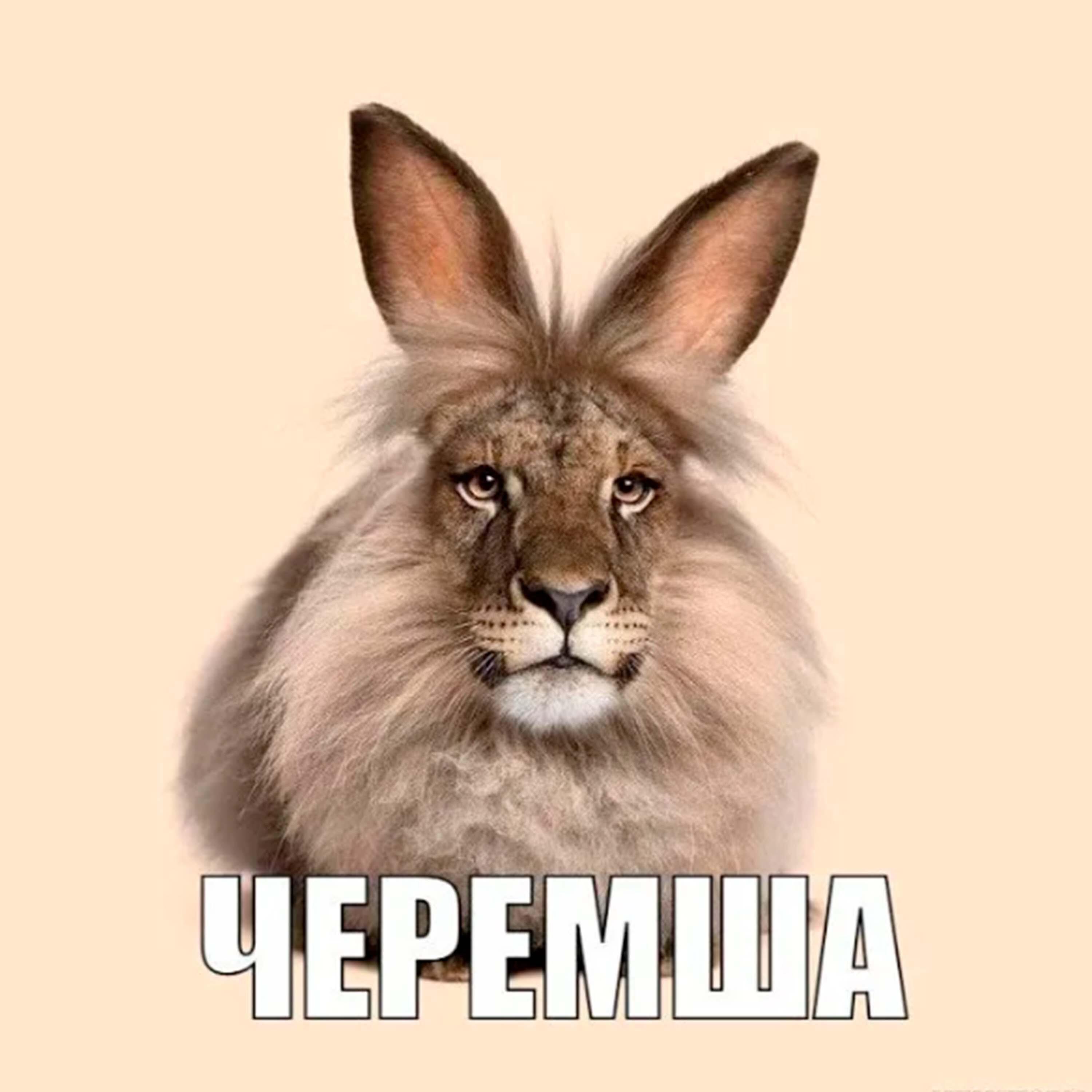 Релиз Черемша