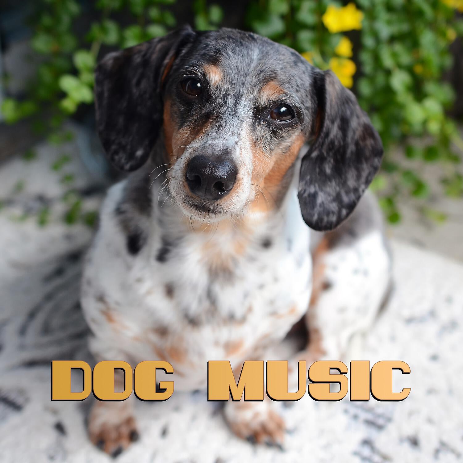 Релиз Dog Music