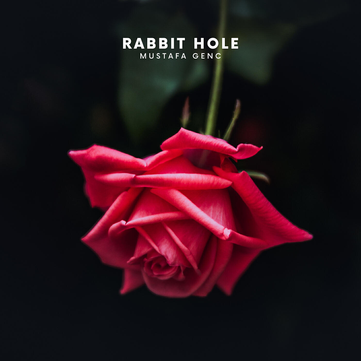 Релиз Rabbit Hole