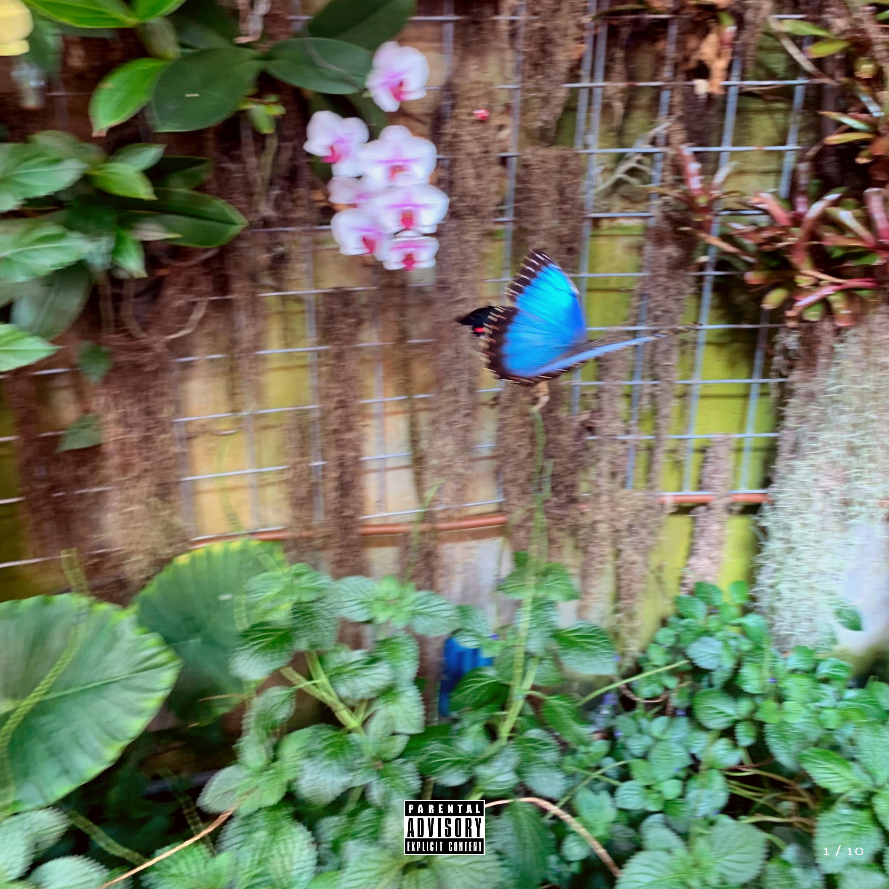 Релиз Legato Bluesummers