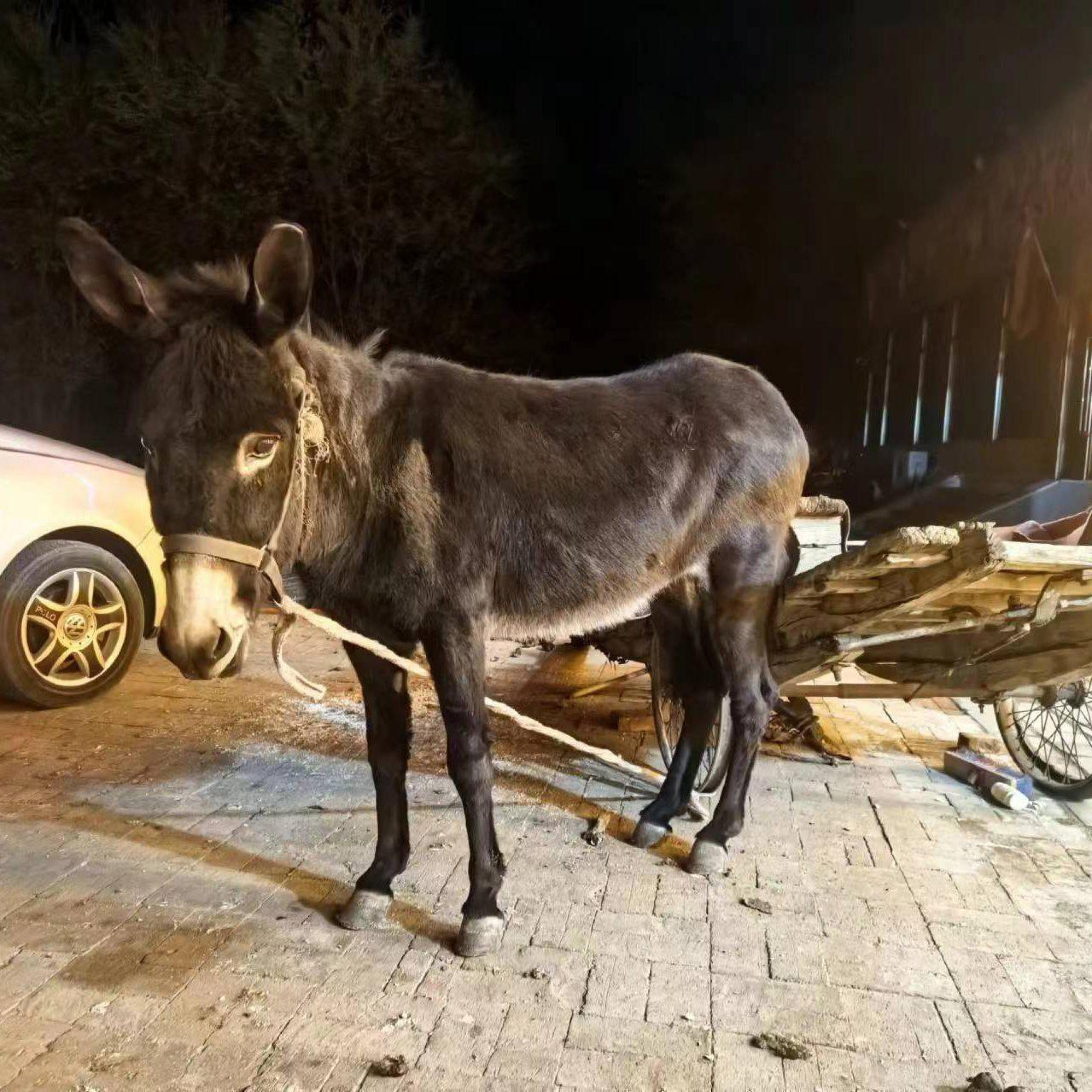 Трек 小餐馆