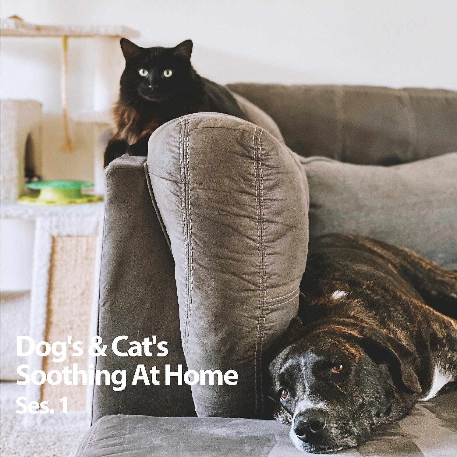 Постер альбома Dog's & Cat's Soothing At Home Ses. 1