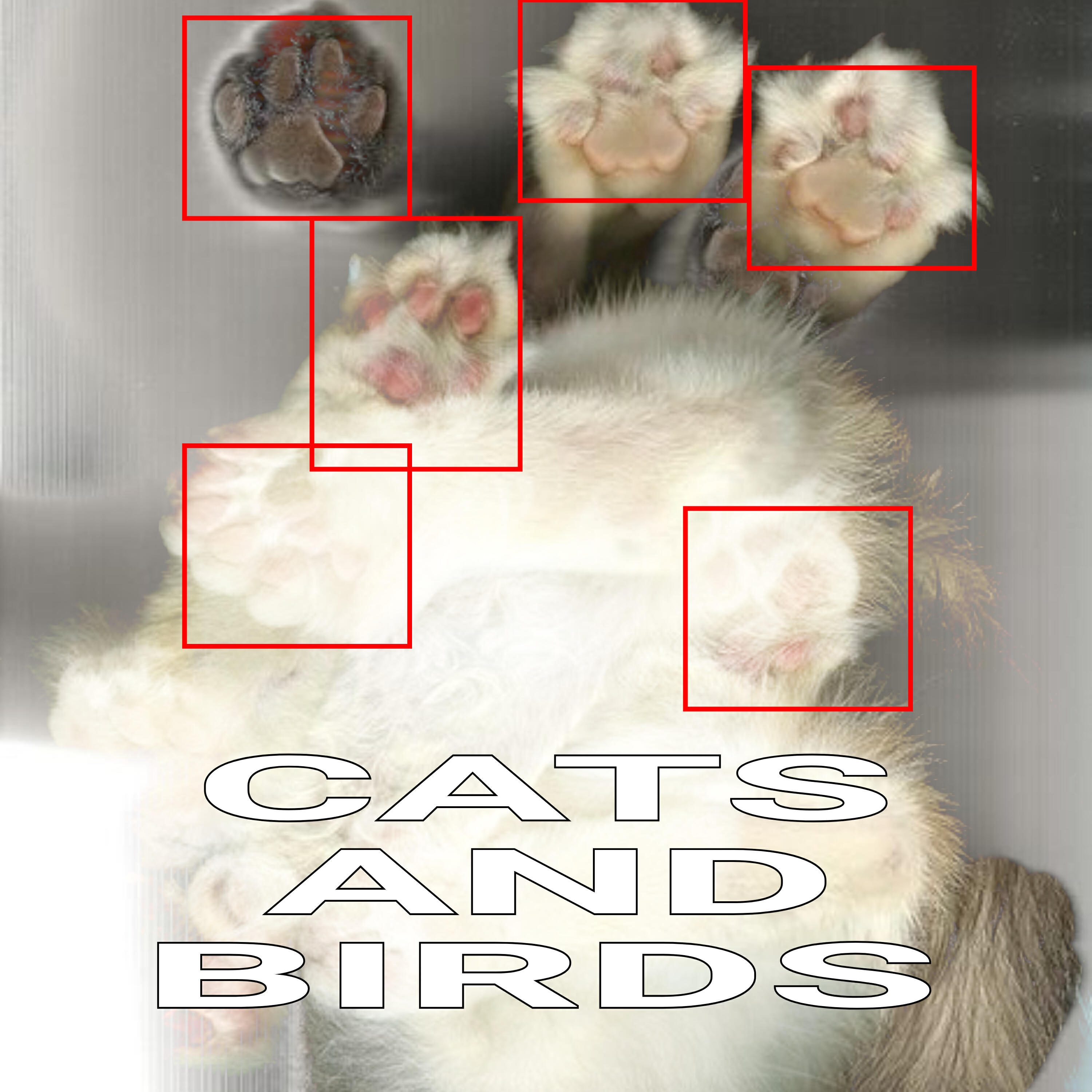 Релиз Cats And Birds