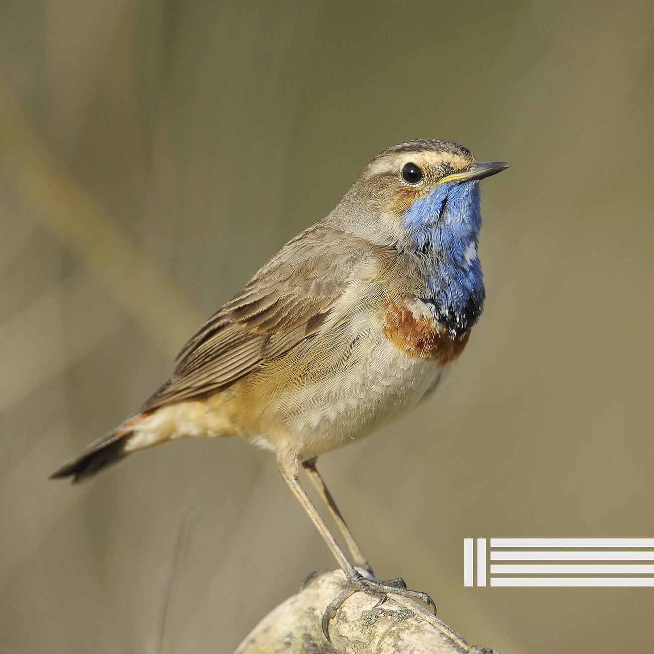 Релиз Birds In The Forest (Loopable)