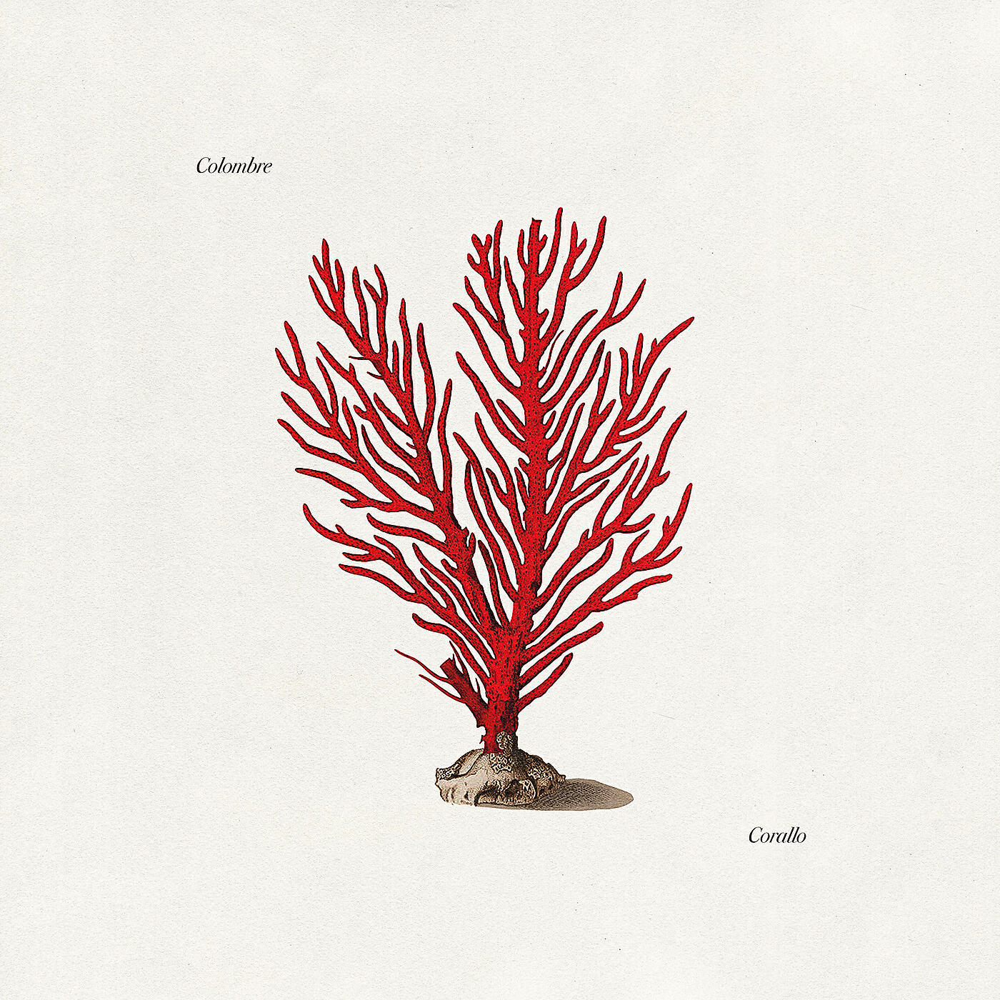 Релиз Corallo