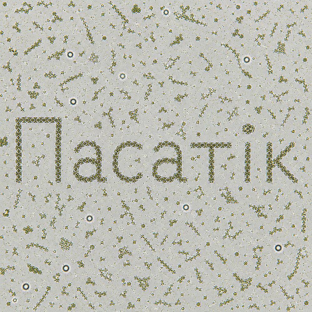 Релиз Пасатік