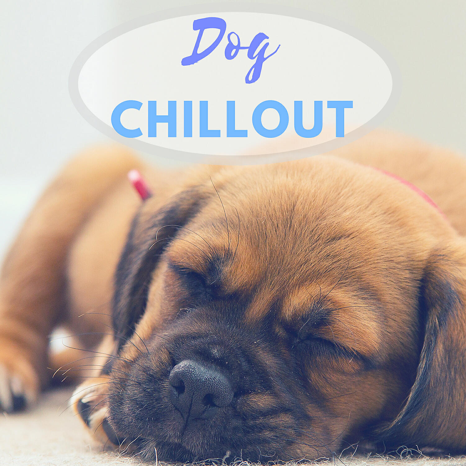 Dog Chillout