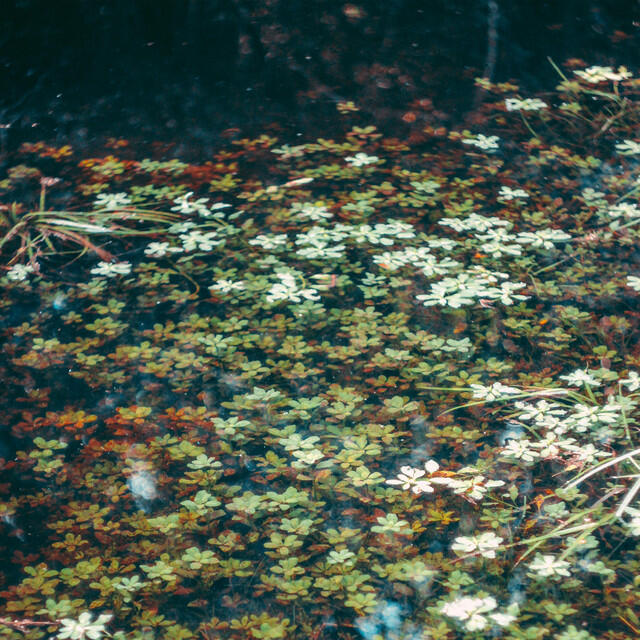 Релиз archipiélagos / forestar split