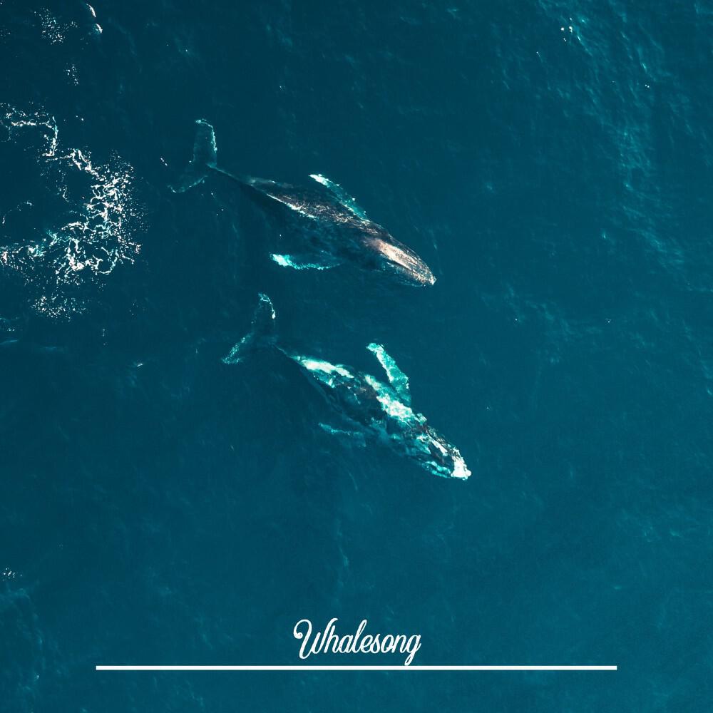 Релиз Whalesong