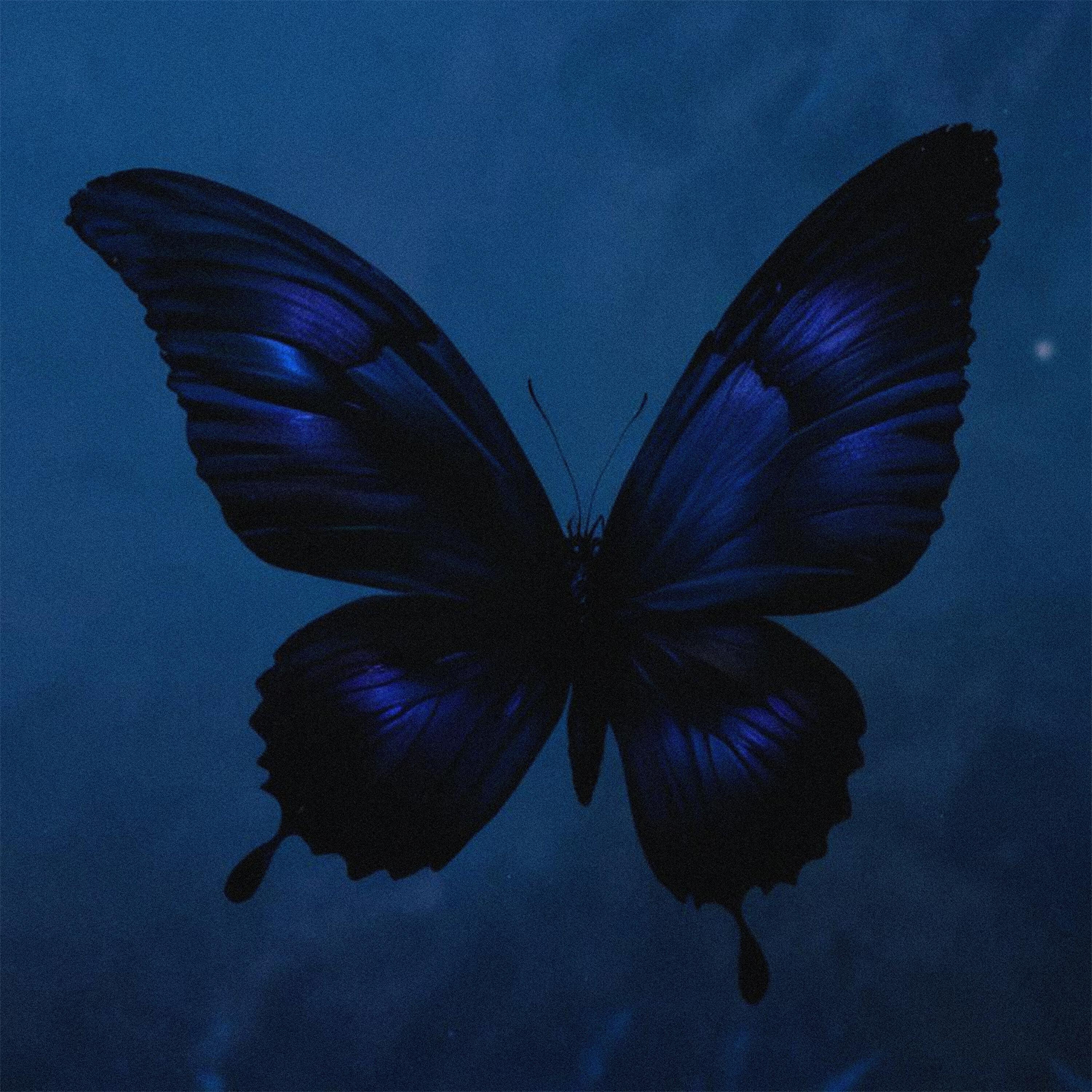 Релиз butterfly effect