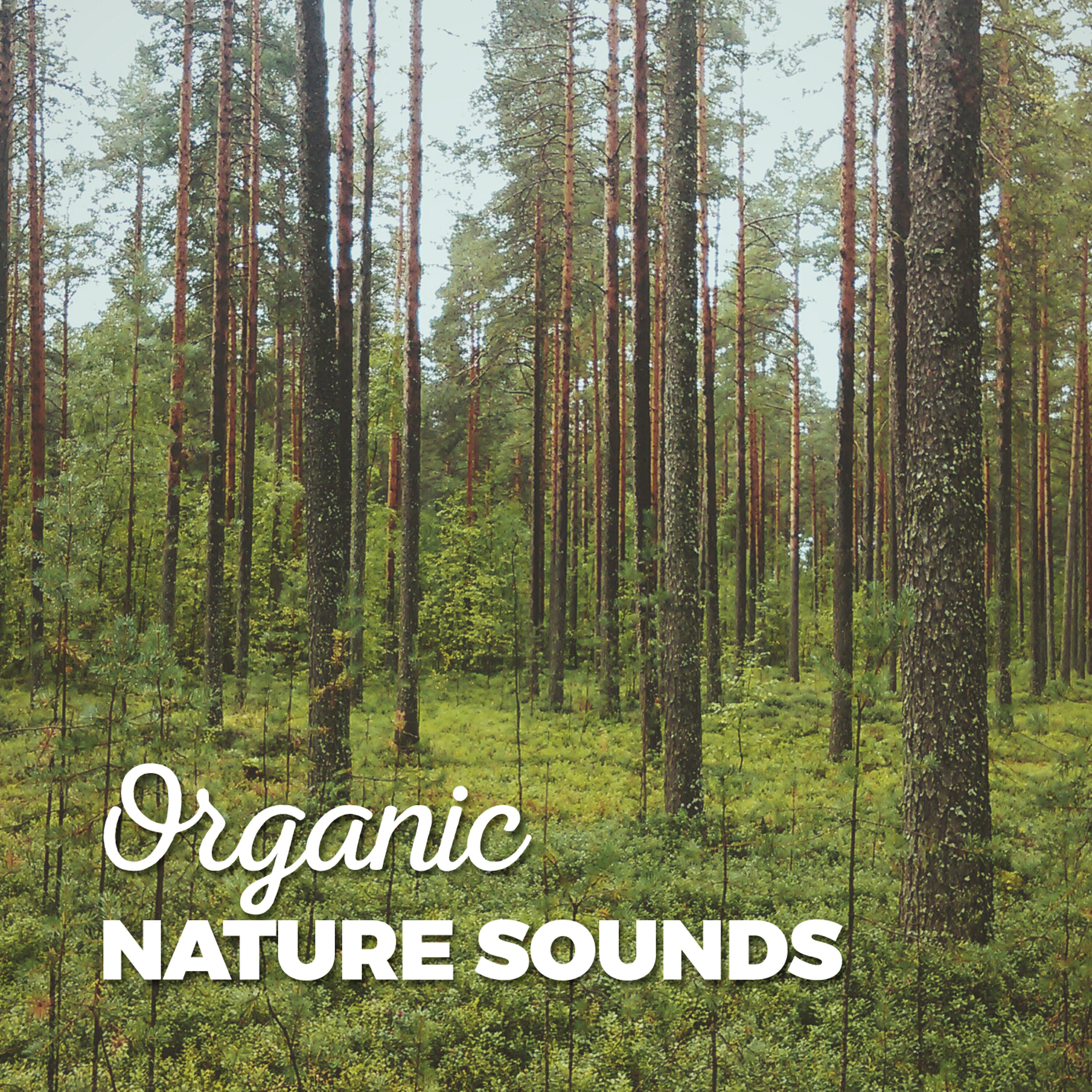Постер альбома Organic Nature Sounds