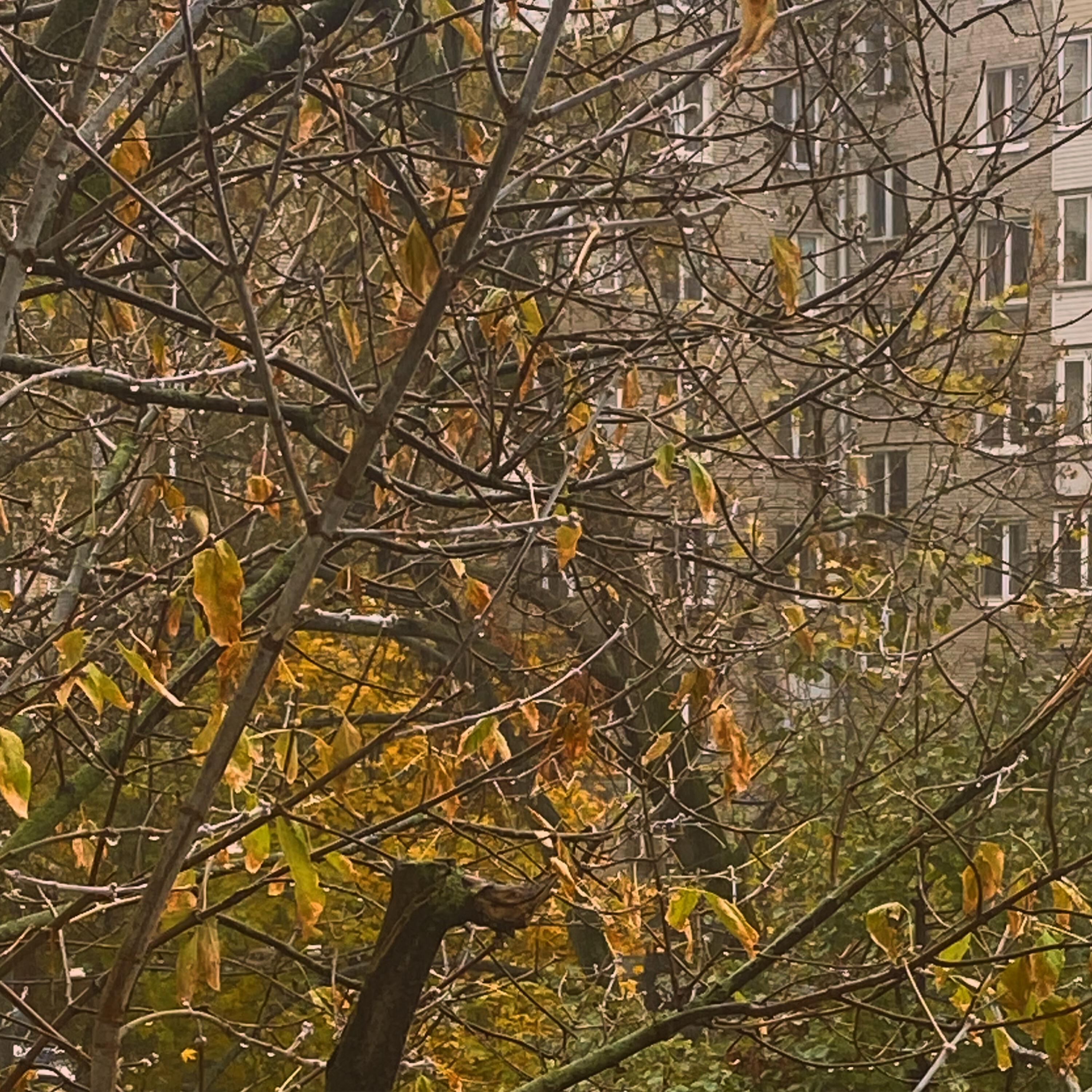 Релиз october leaves