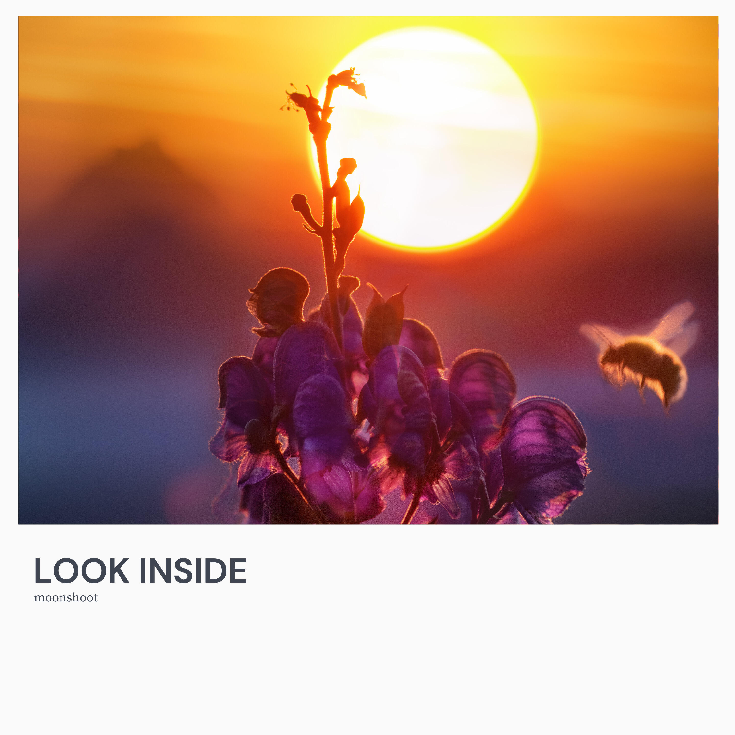 Релиз Look Inside