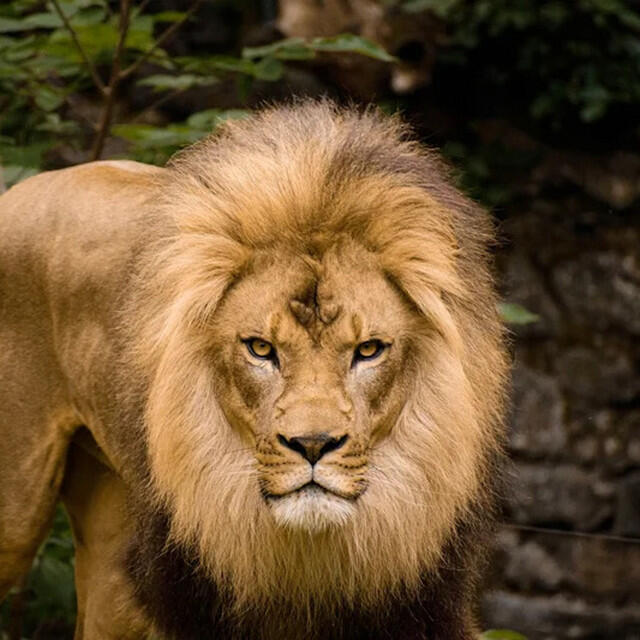 Релиз The LEO