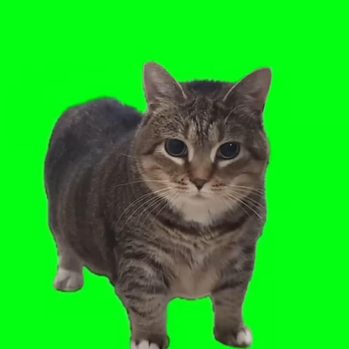 Релиз Oiiaoiia