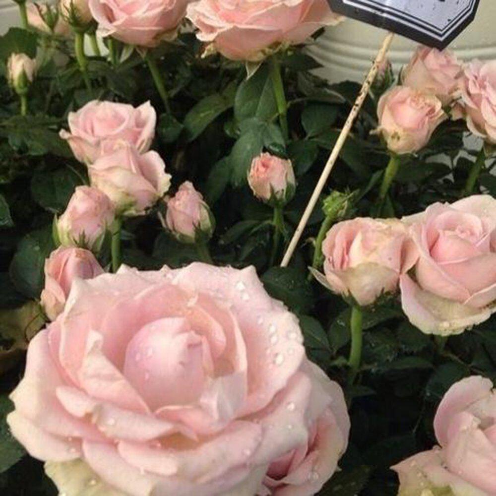 Релиз la vie en rose