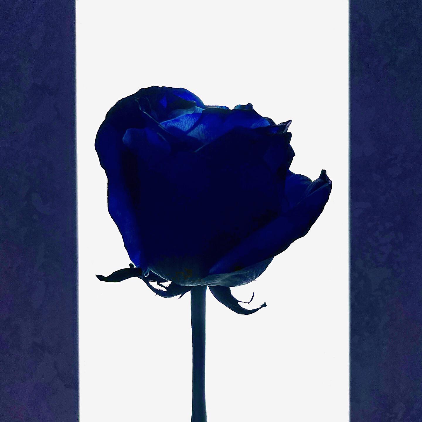 Релиз blue romance