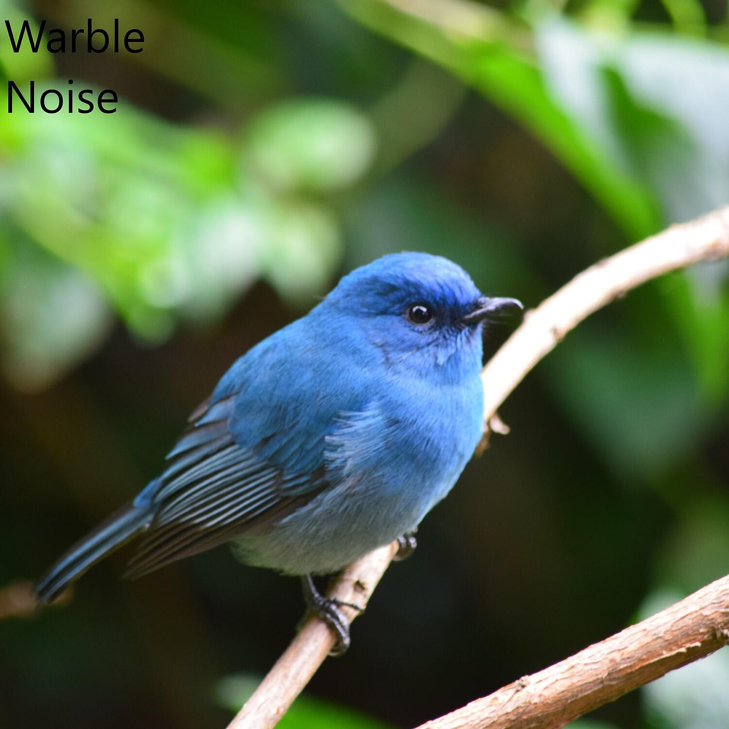 Релиз Warble Noise