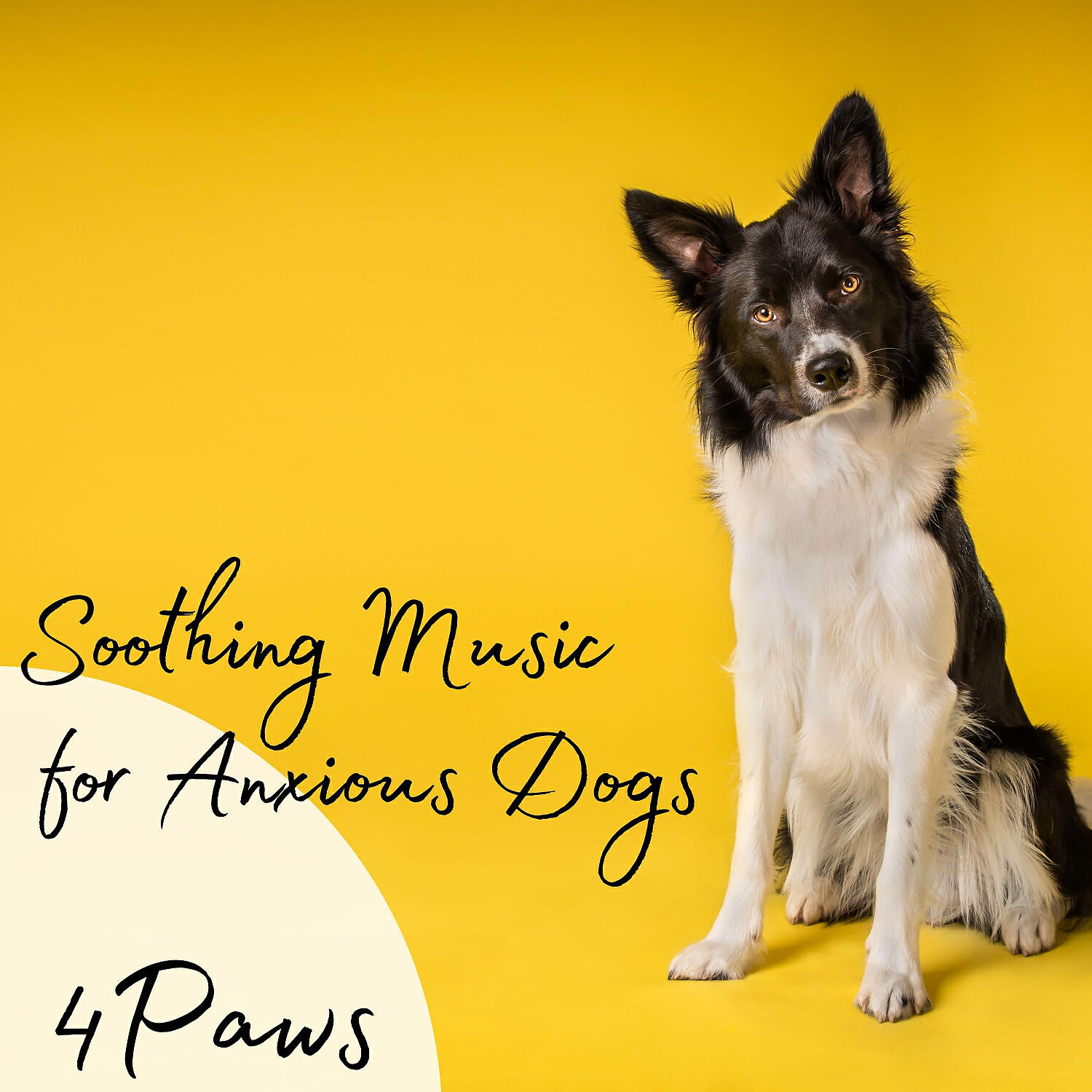 Скачать песню Dogs music & Focus and Concentration & Spa Music For Dogs - The Dog Bach бесплатно в MP3 для Android и iOS