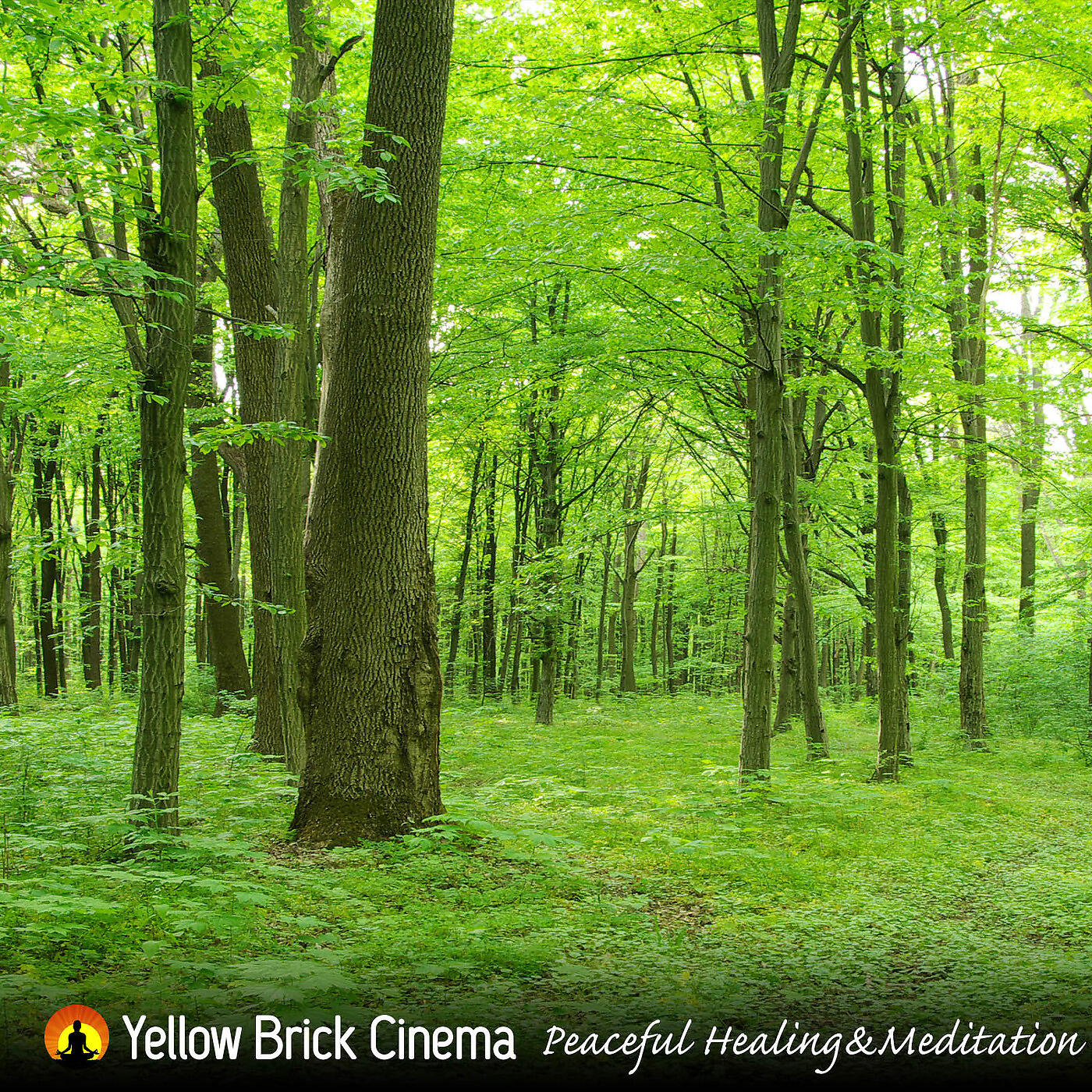 Релиз Peaceful Healing & Meditation