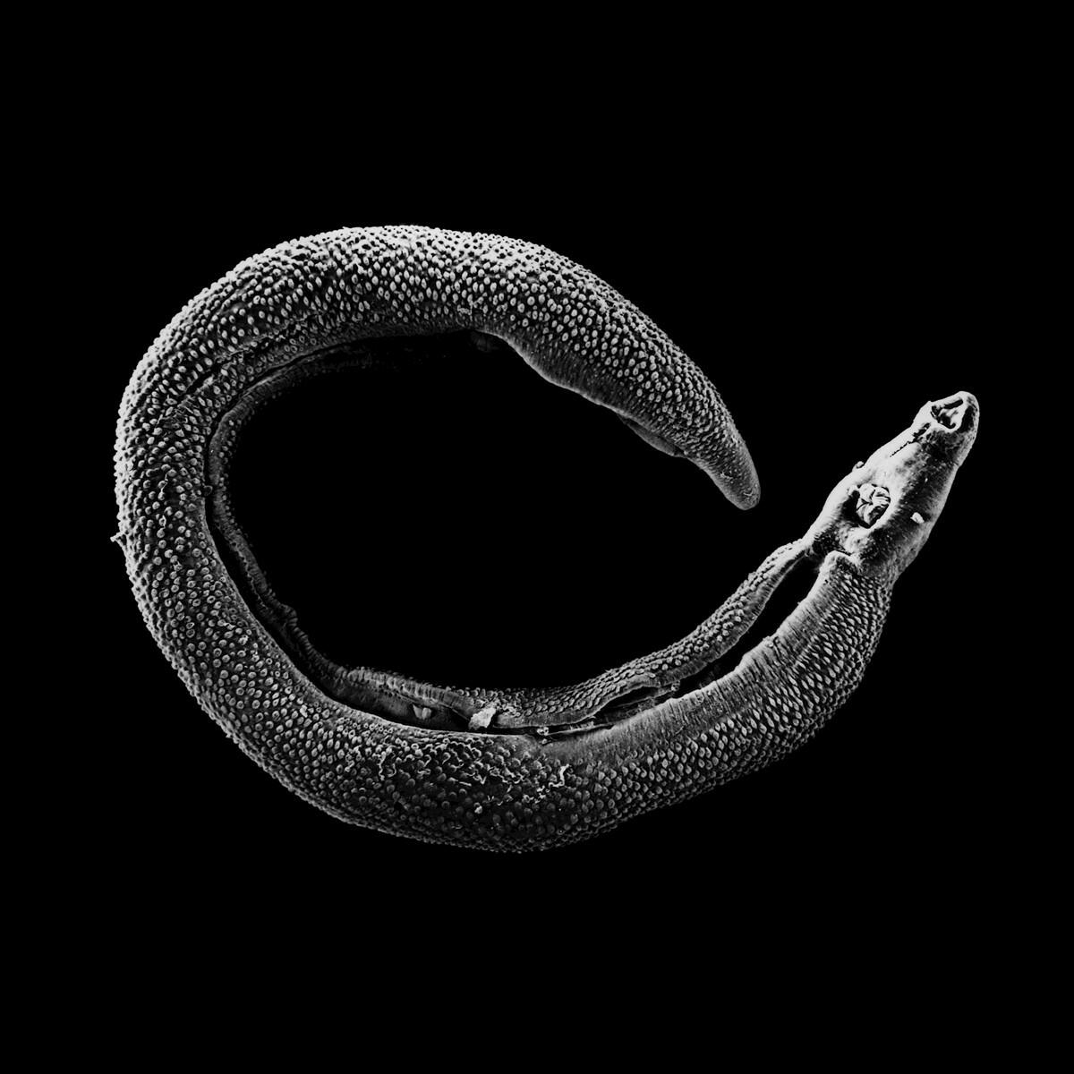 Релиз Timewyrm