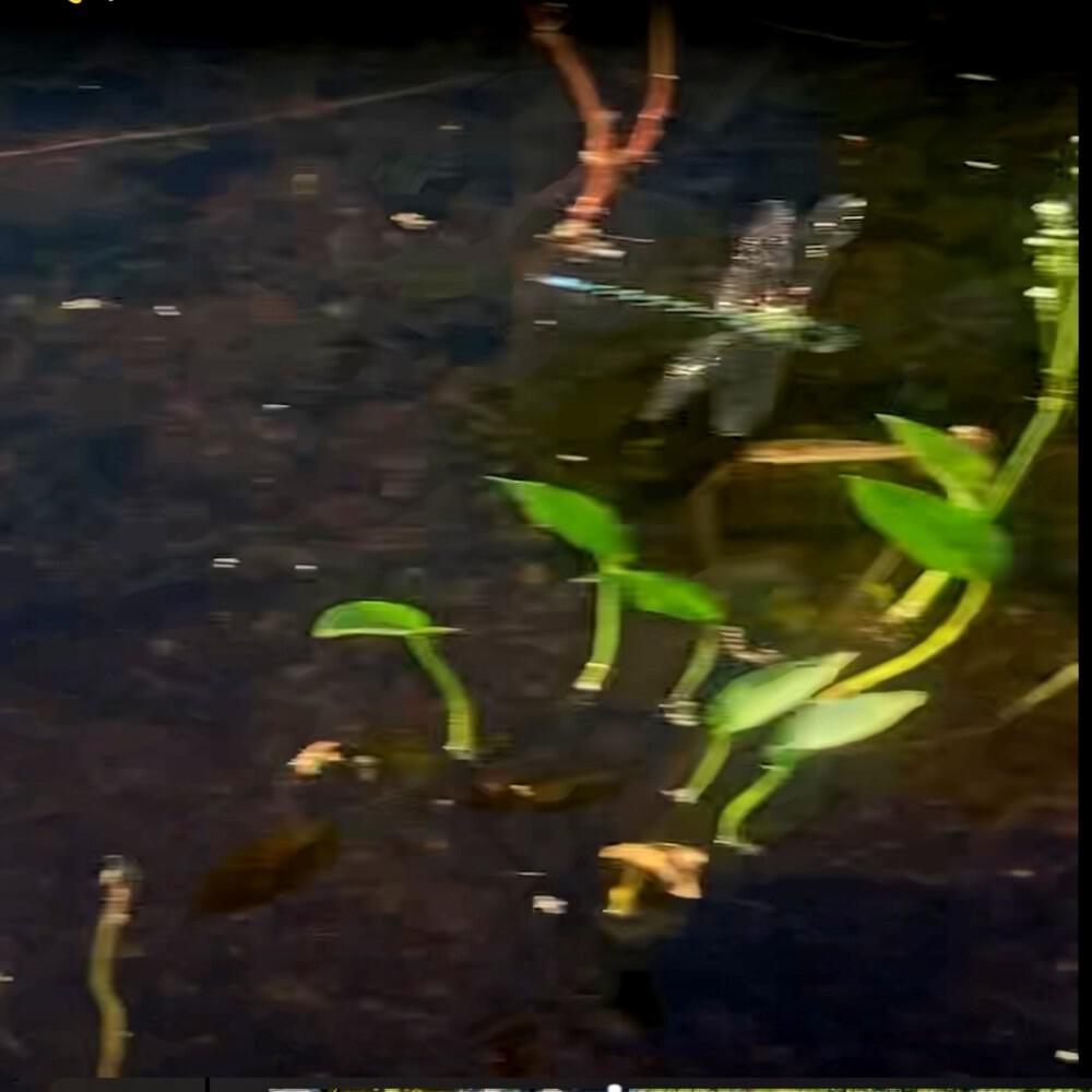 Релиз DRAGONFLY