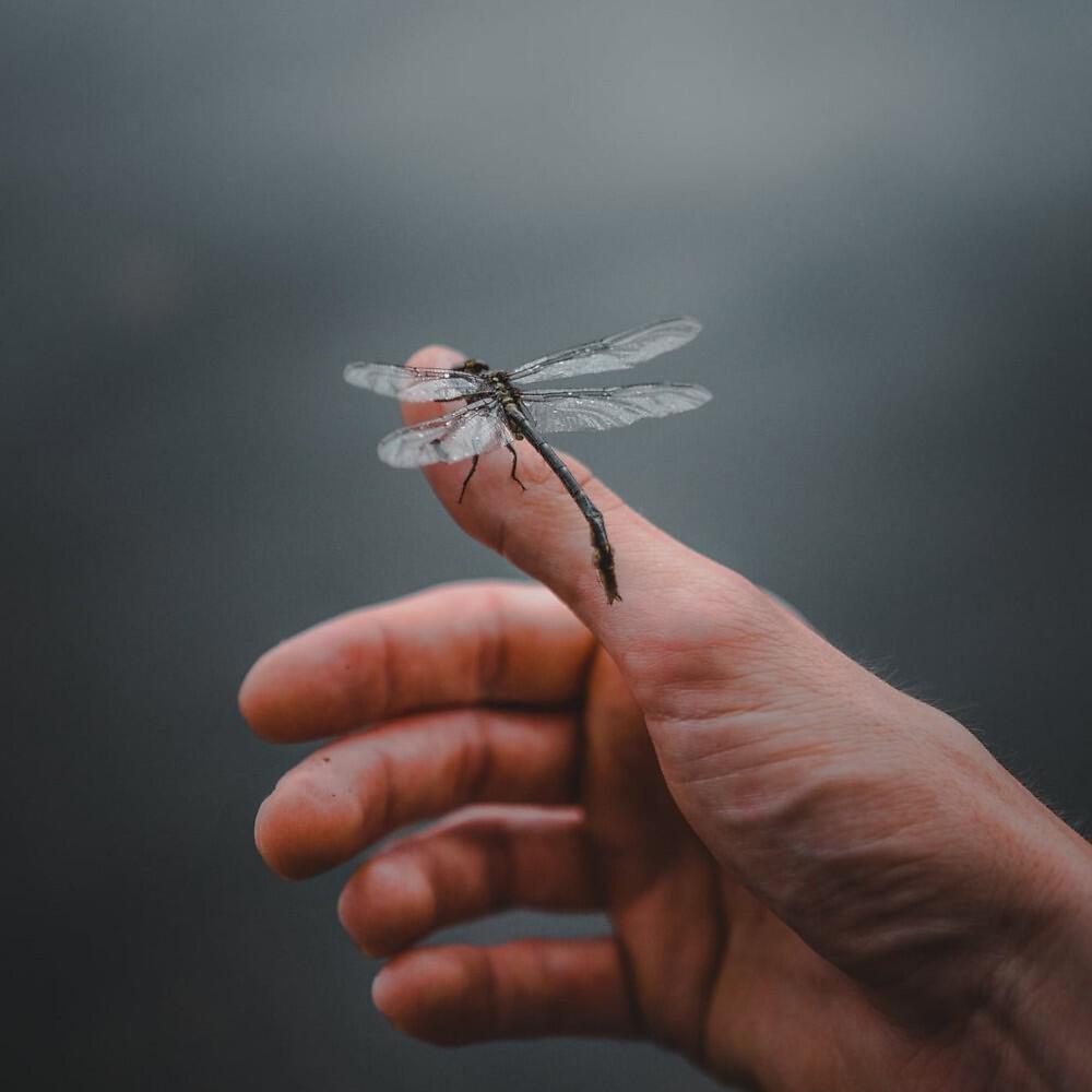 Релиз Dragonfly