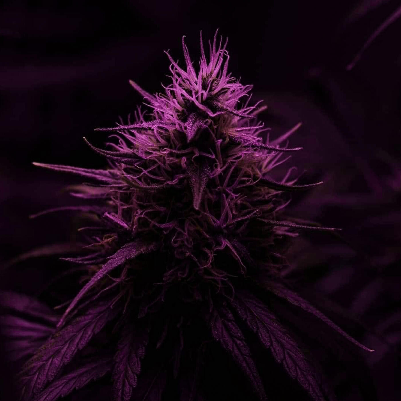 Релиз Flowers