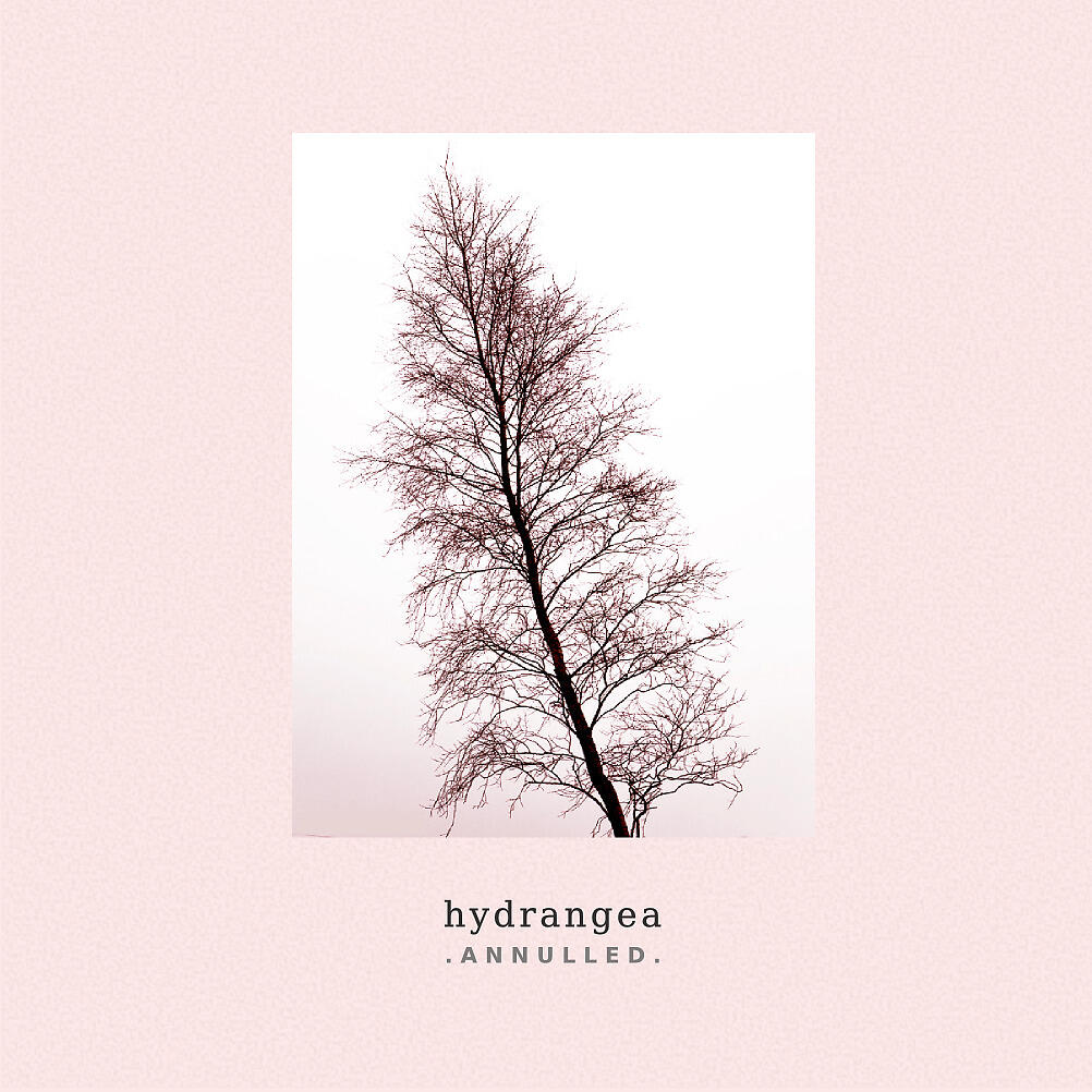 Hydrangea