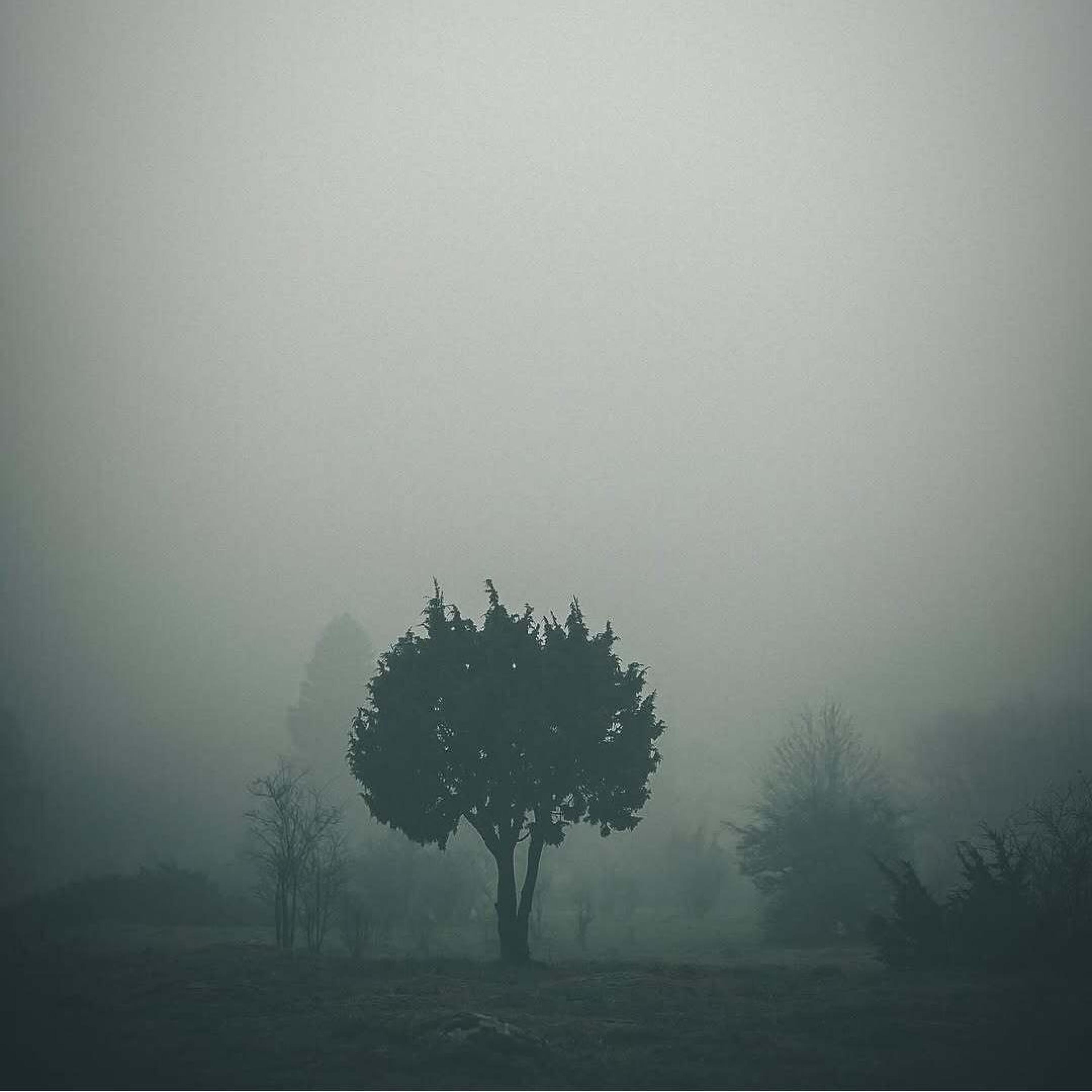 Релиз Forest