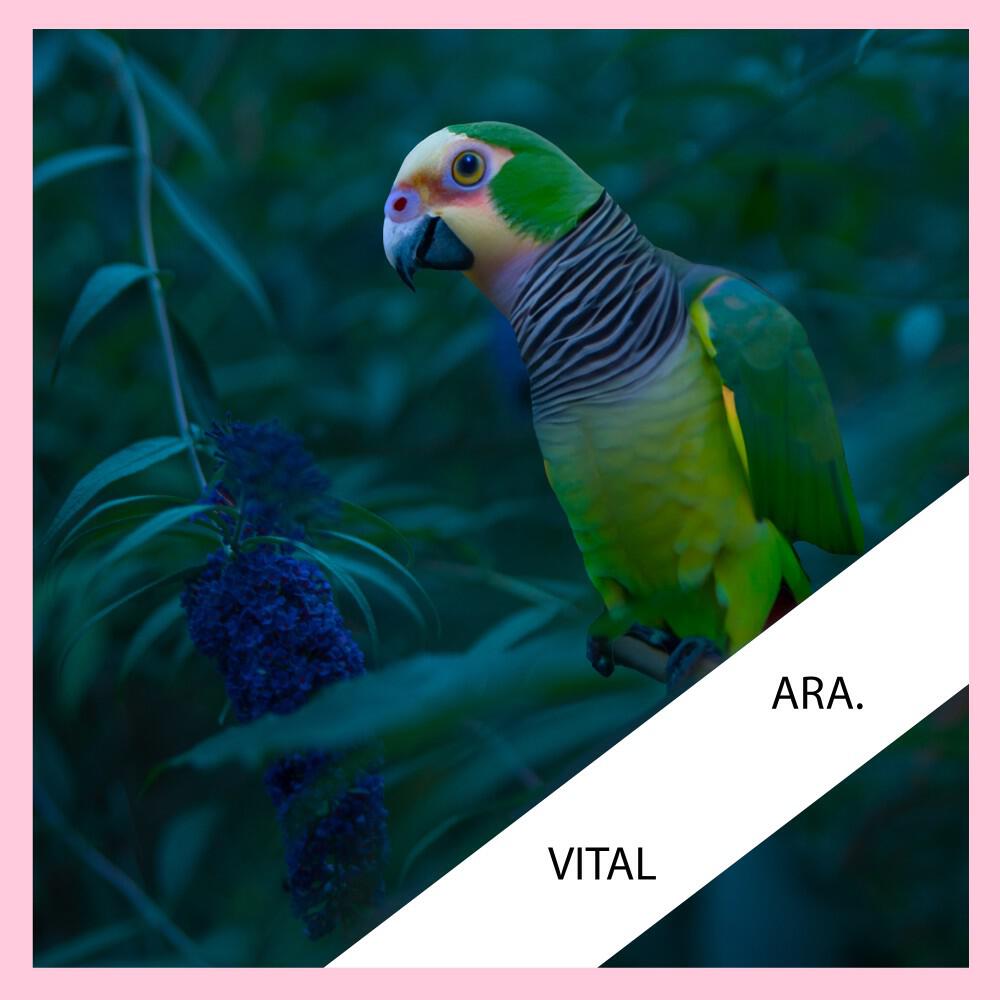 Релиз Vital