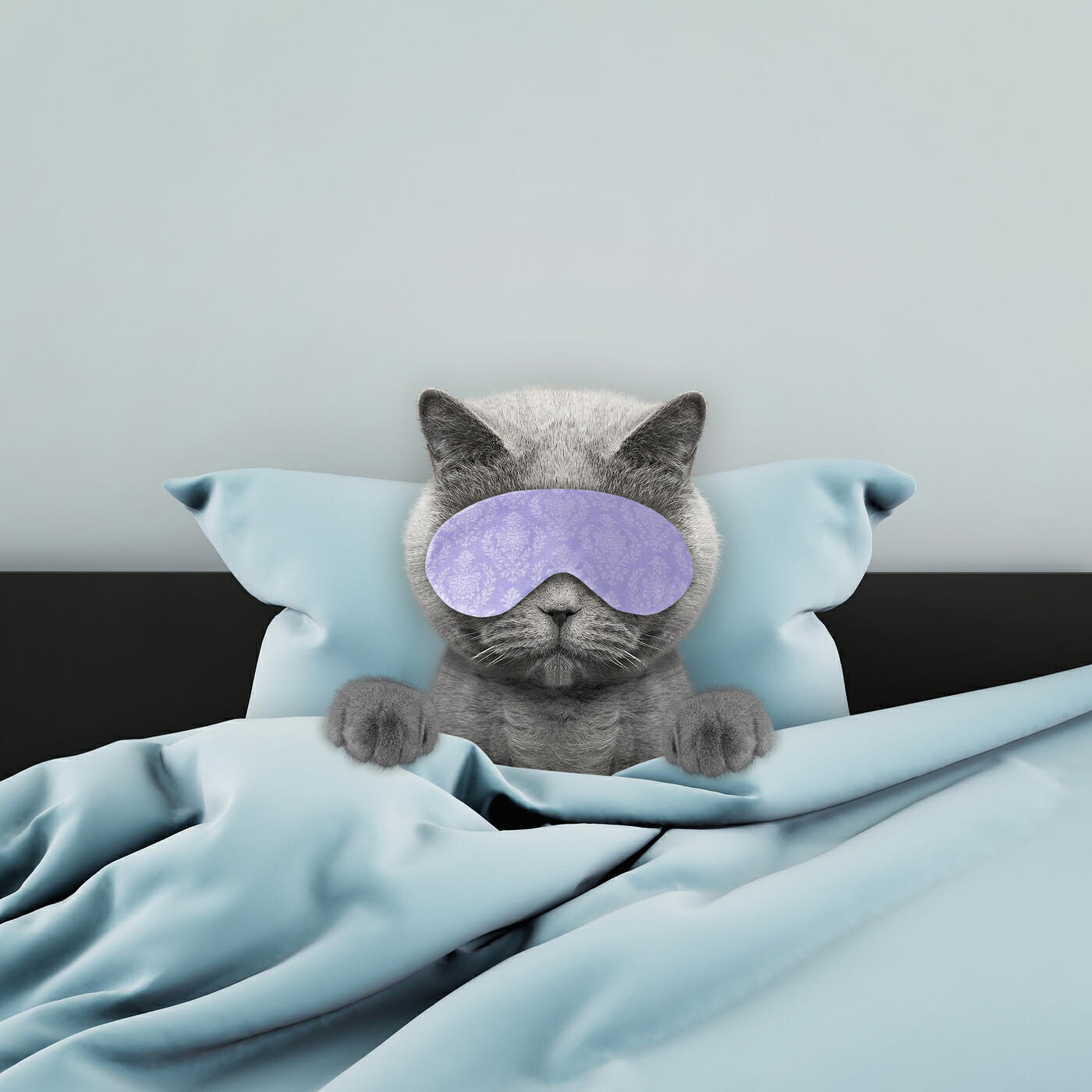 Релиз Calming Piano Music With Rain for Anxious Cats