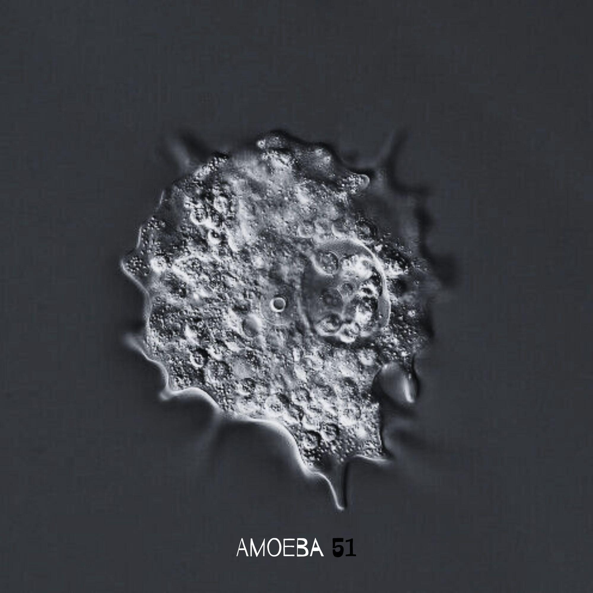 Релиз Amoeba 51