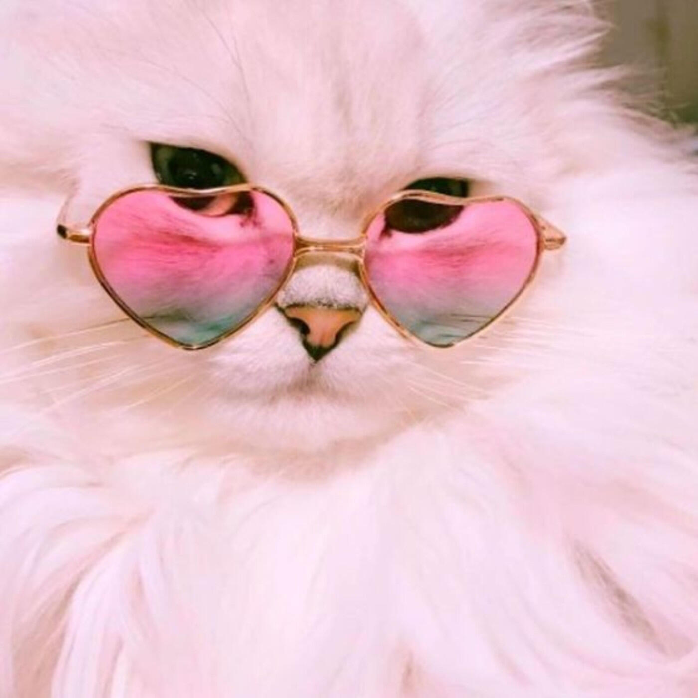 Релиз Diva x TGIF (TGID)