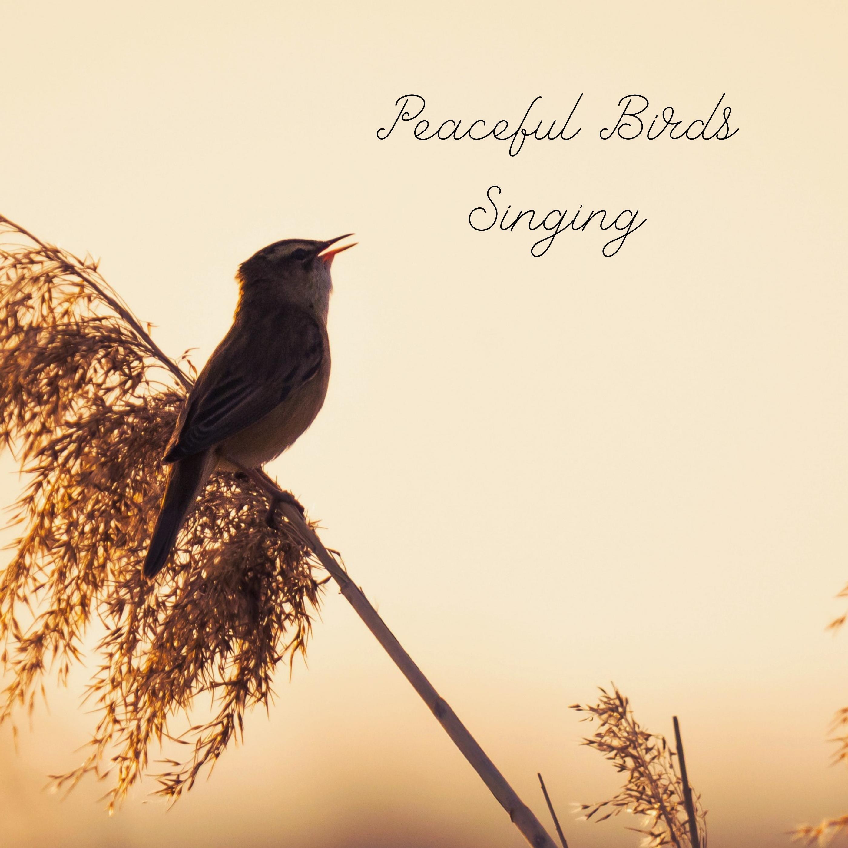 Релиз Peaceful Birds Singing