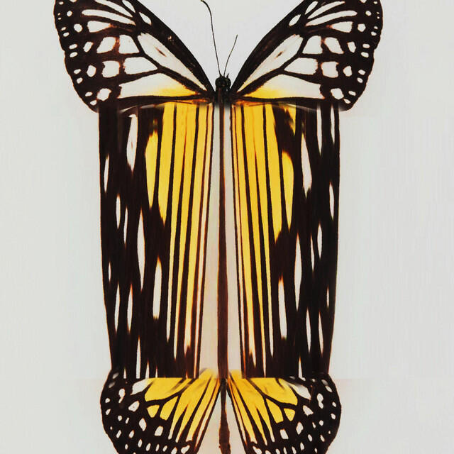 Релиз Butterfly