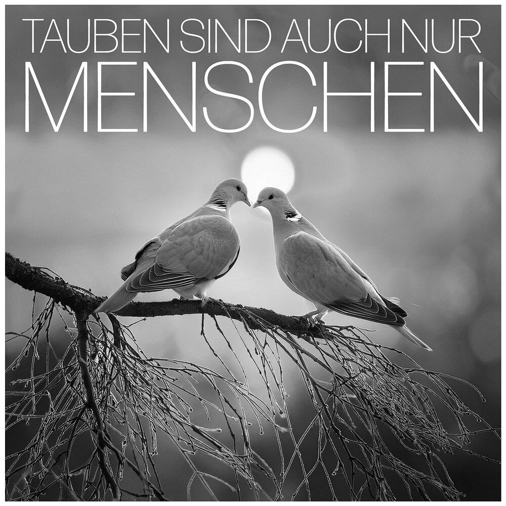 Релиз Tauben Sind Auch Nur Menschen