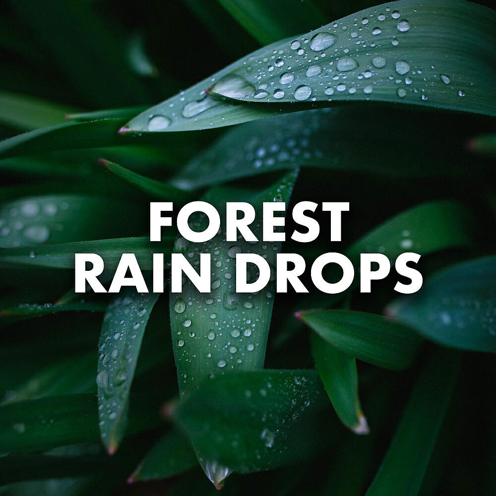 Релиз Forest Rain Drops