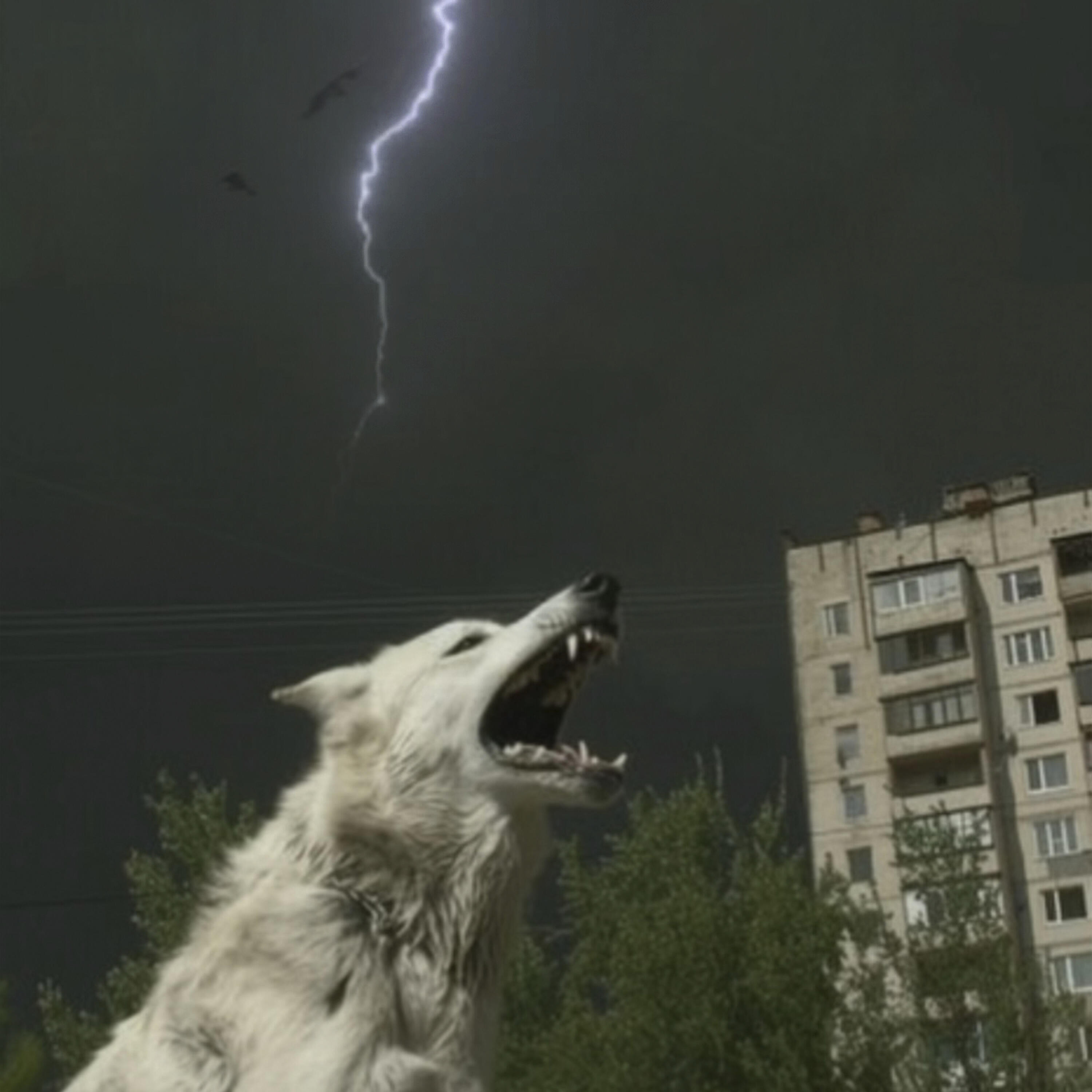 Релиз poluzveri