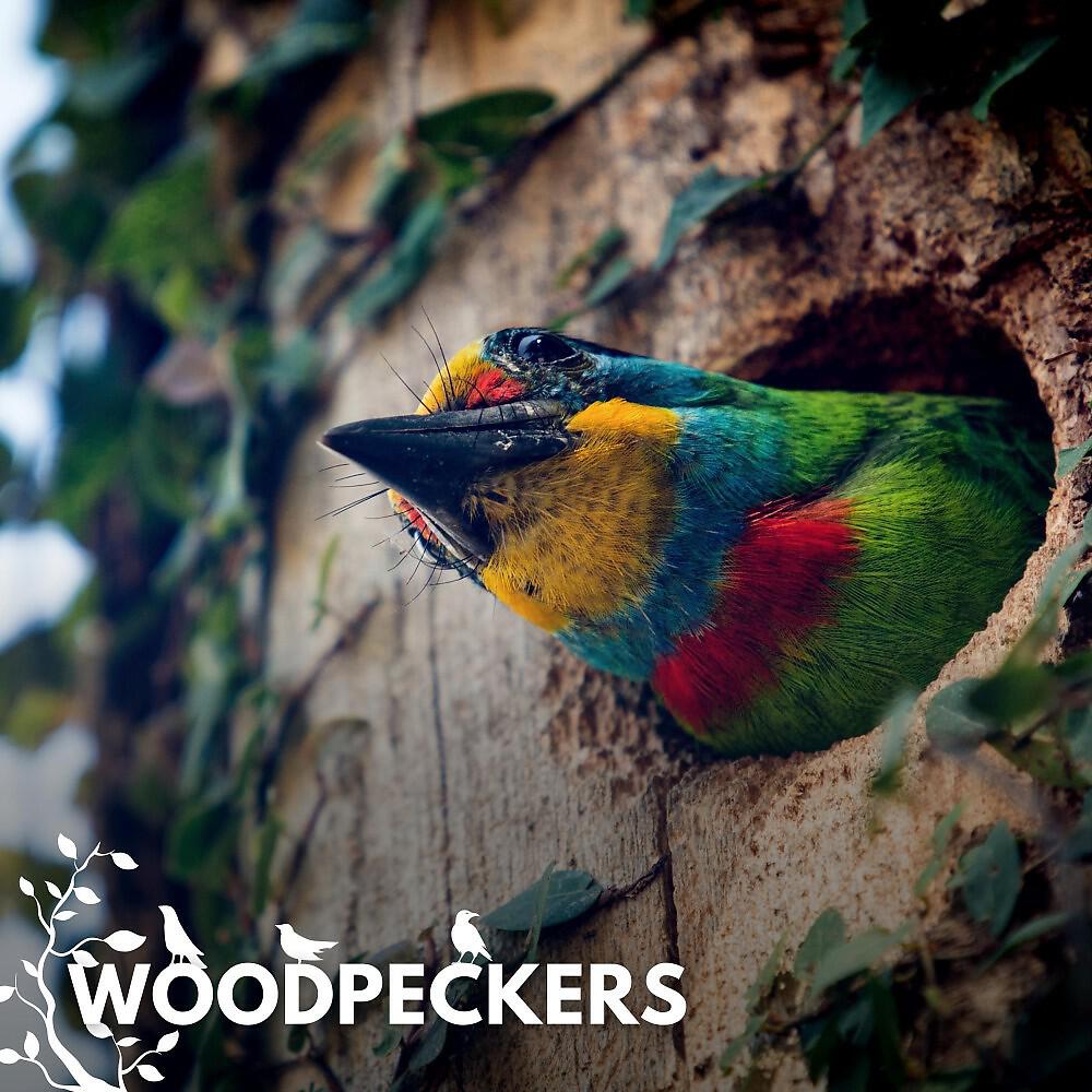 Релиз Woodpeckers